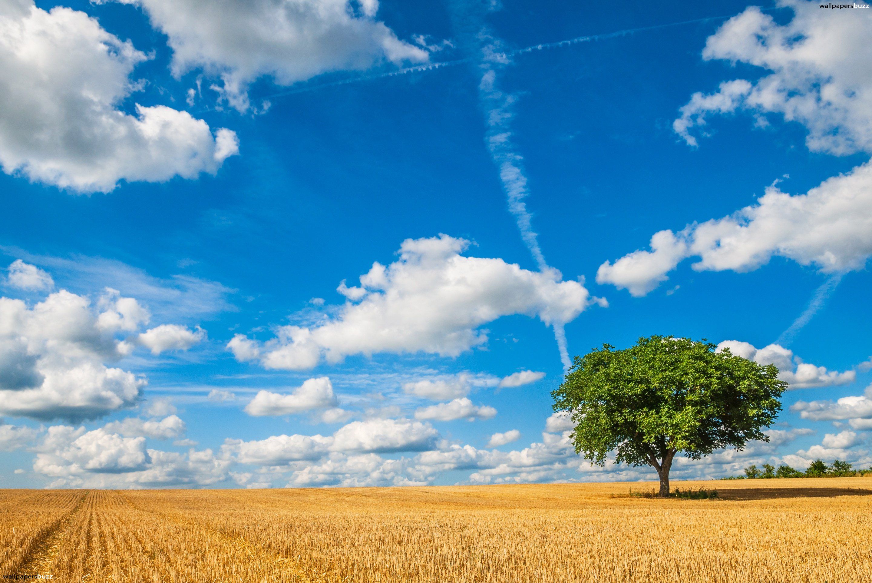 Campo di grano con albero, 2880x1925 2K, Laptop
