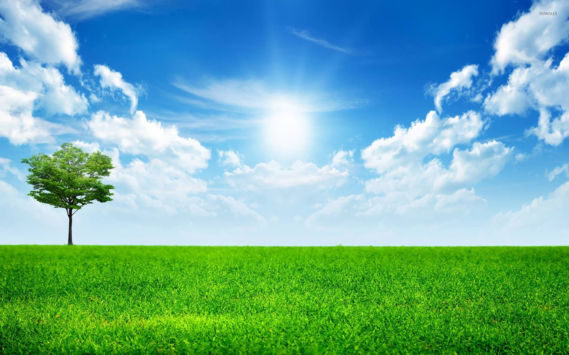 Prato verde con albero solitario, 1920x1200 Full HD+ WUXGA, Laptop