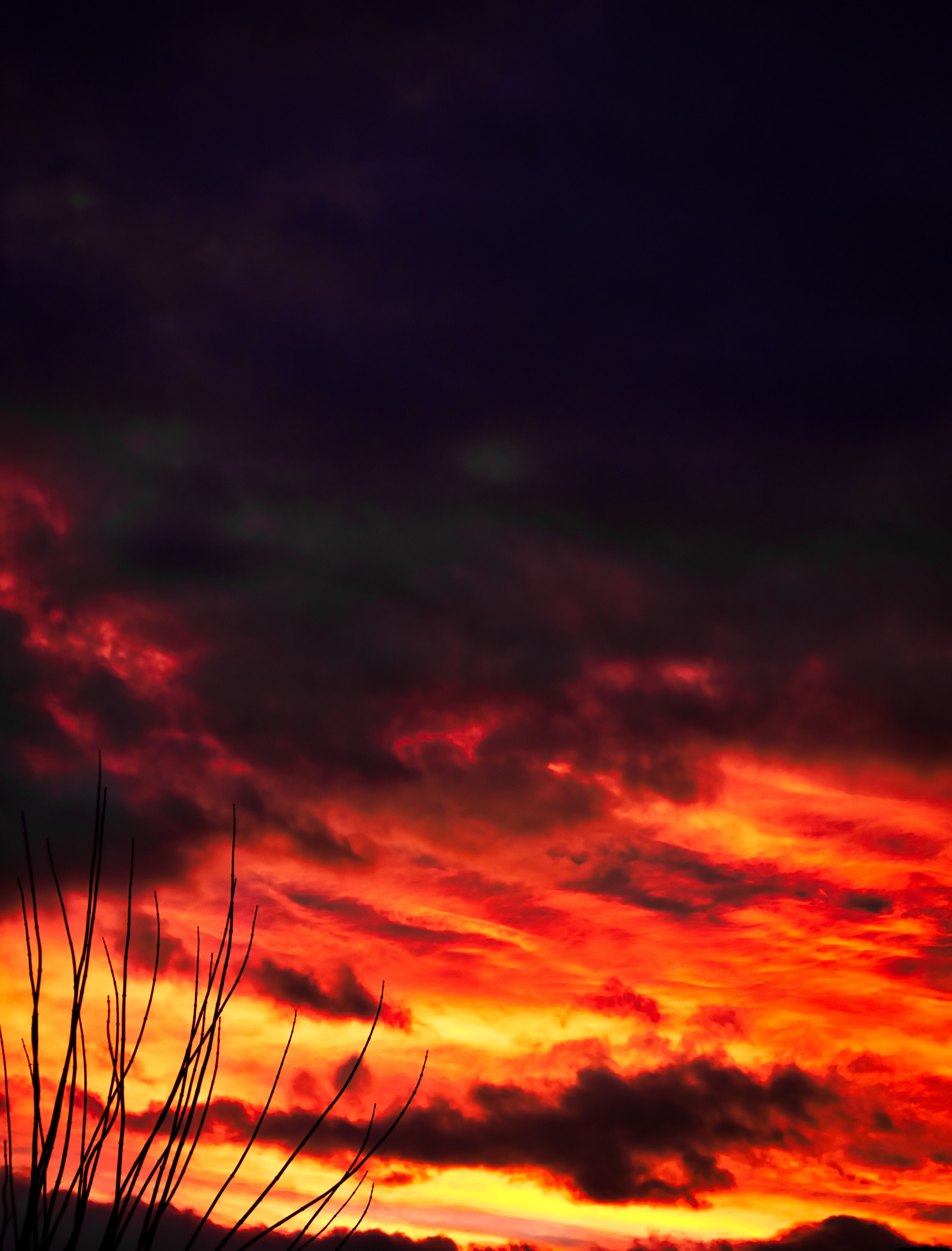 Tramonto rosso infuocato rami, 3456x4541 Full HD Verticale, iPhone