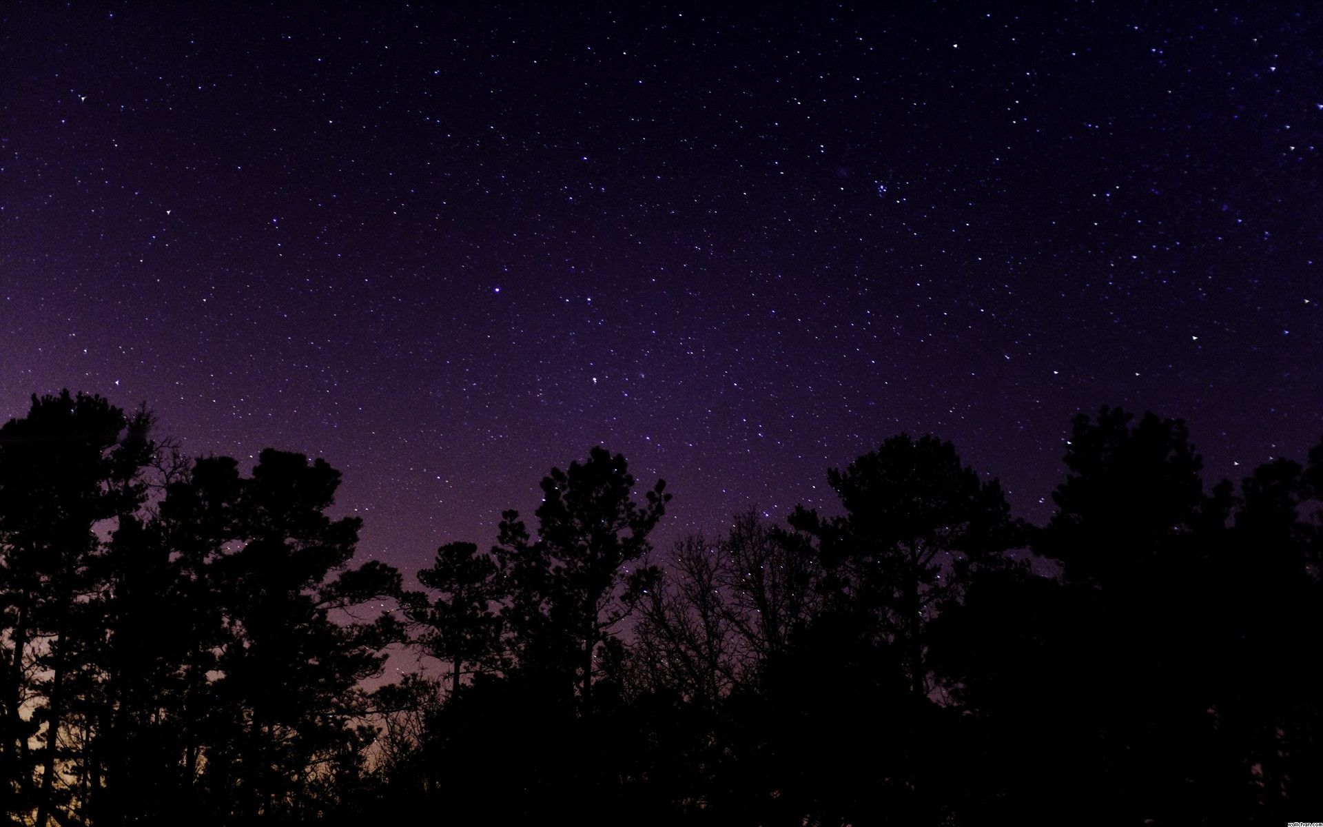 Cielo stellato con alberi silhouette, 1920x1200 Full HD+ WUXGA, iMac