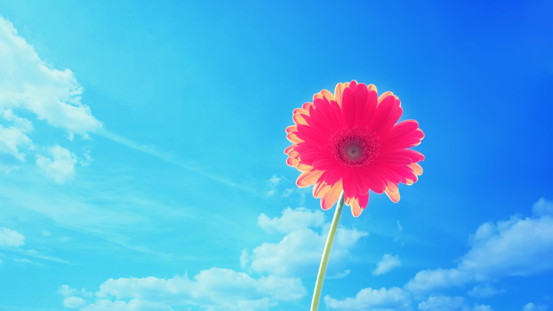 Fiore rosso sotto cielo blu, 1920x1080 Full HD 1080p, PC