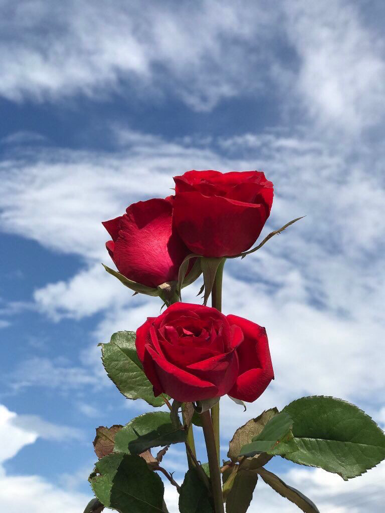 Rose rosse contro cielo blu, 768x1024 Full HD Verticale, Smartphone