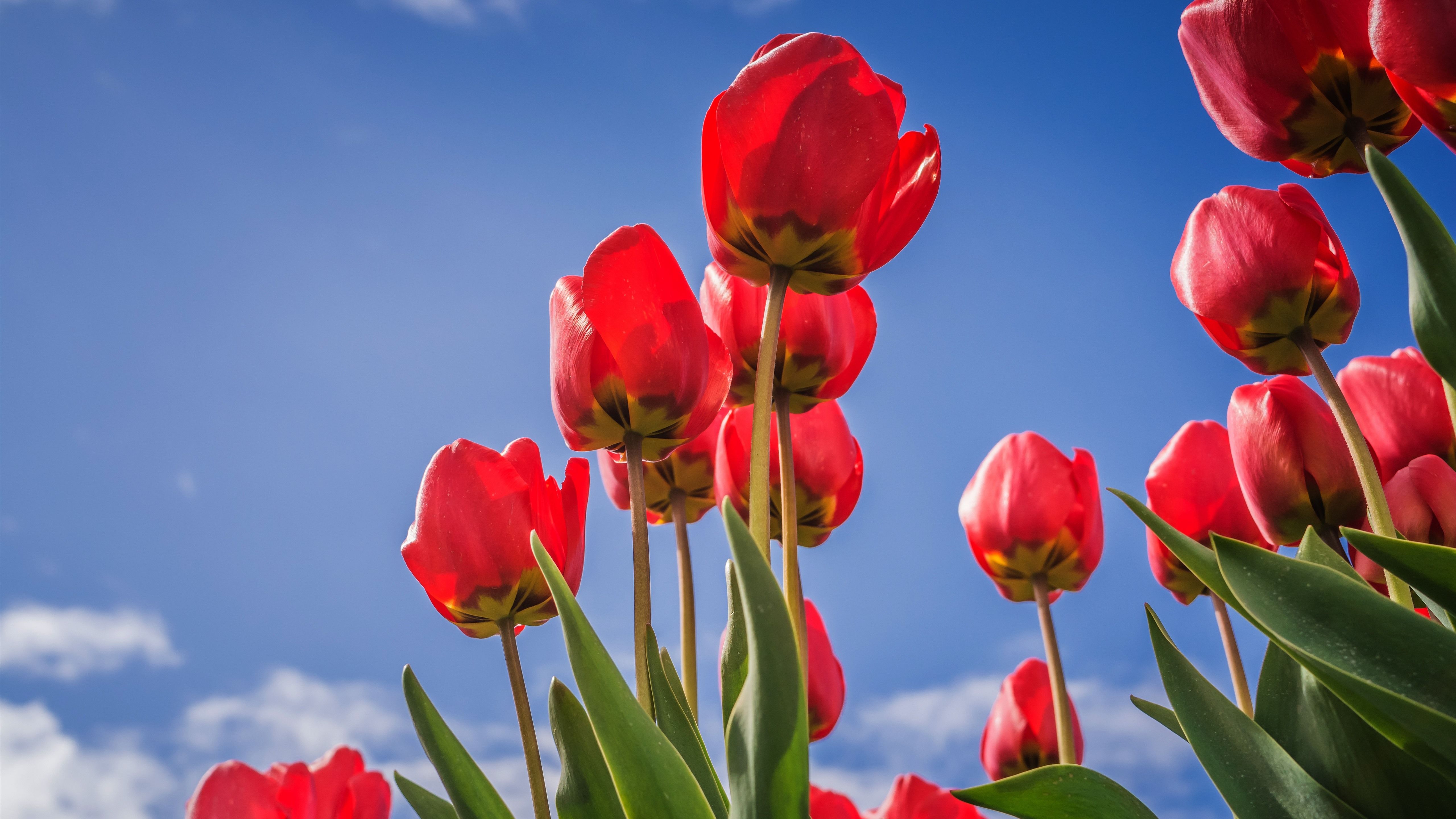 Tulipani rossi cielo blu, 5120x2880 UHD, PC 4K