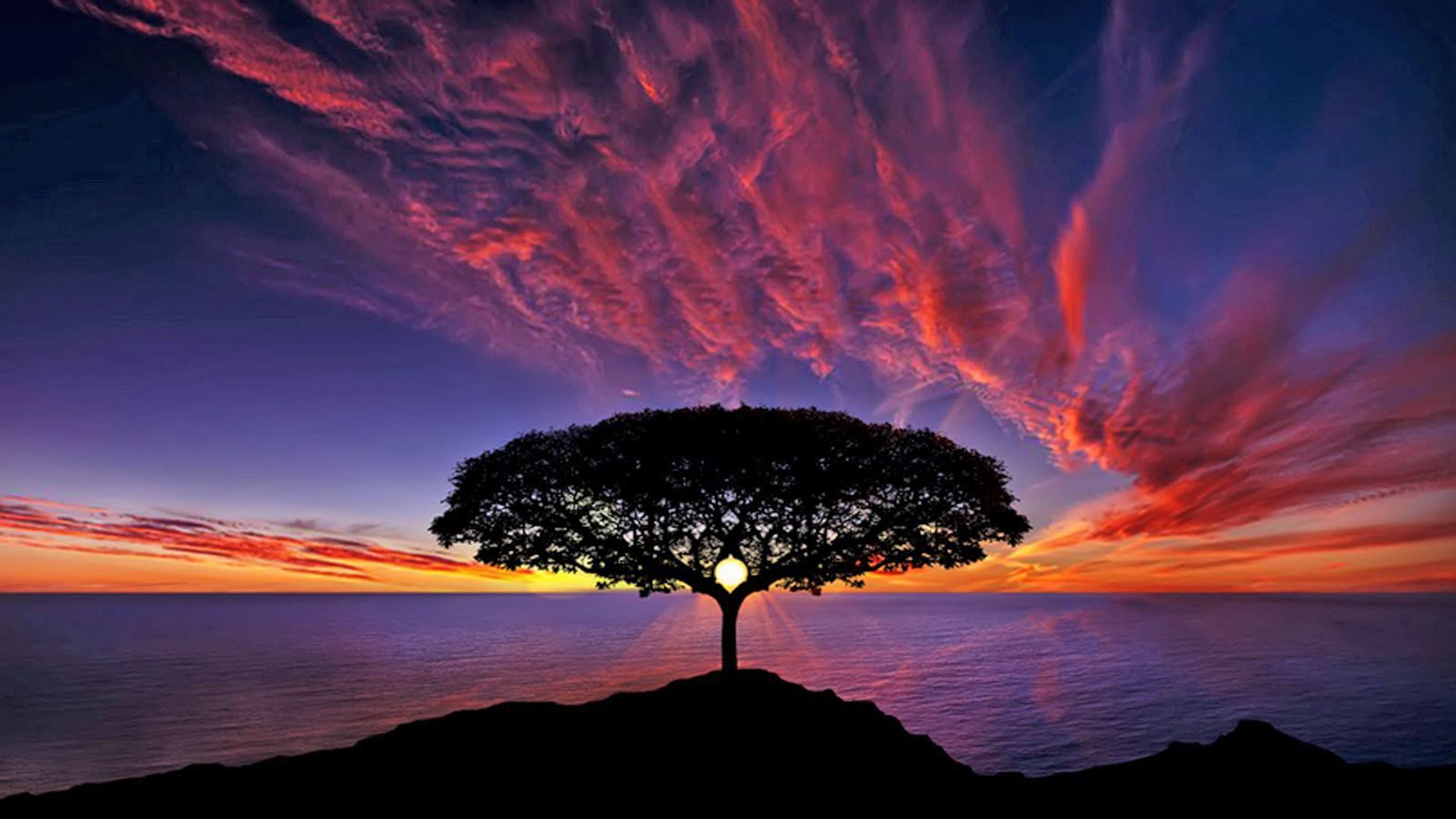 Albero silhouette tramonto oceano, 1920x1080 Full HD, Laptop