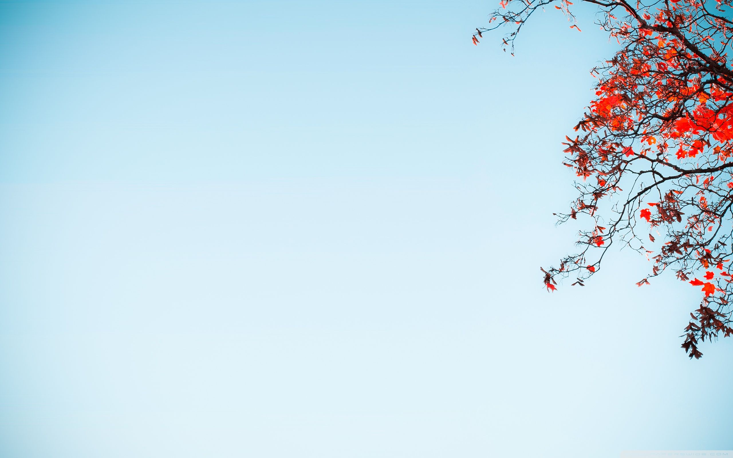 Rami con fiori rossi, cielo azzurro, 2560x1600 2K, Desktop