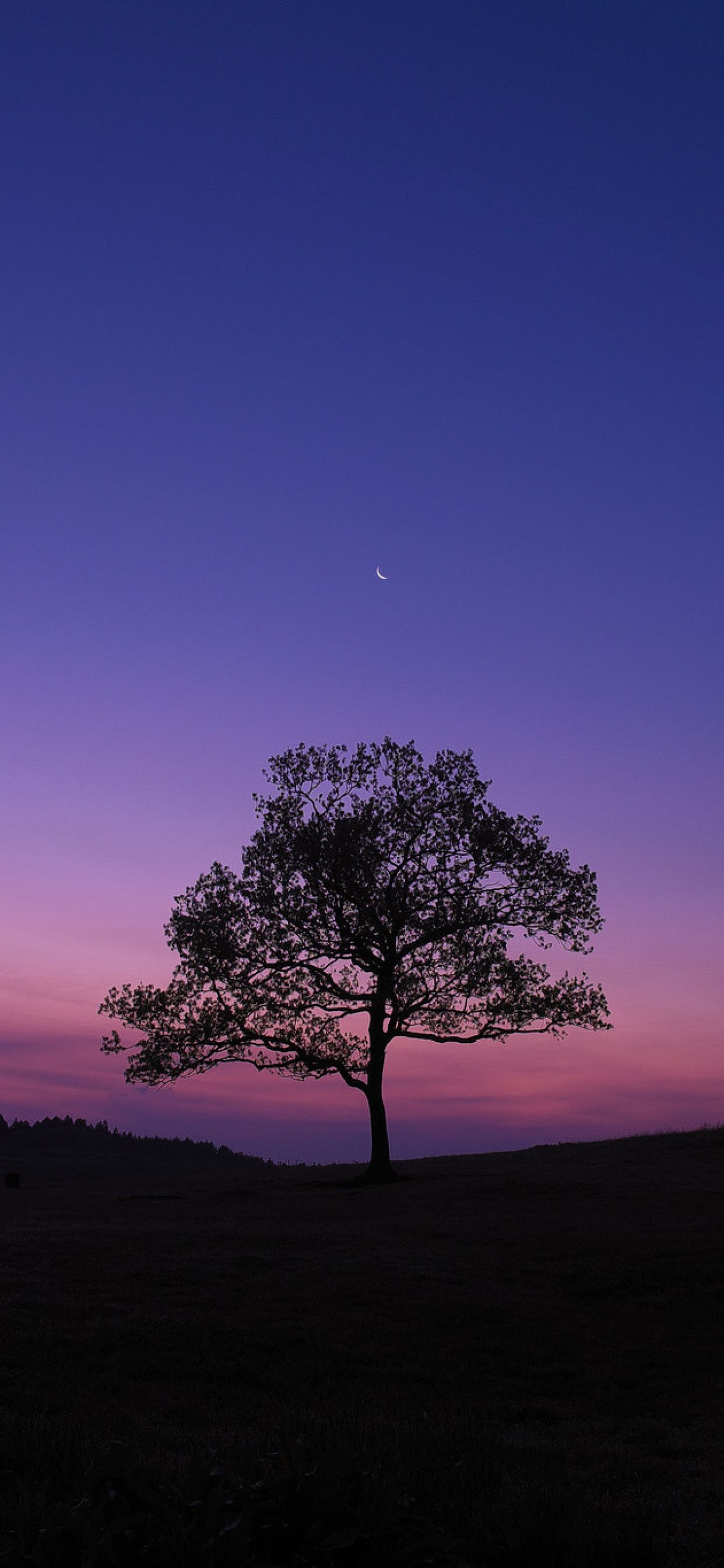Albero silhouette cielo viola, 1242x2688 Verticale, iPhone Air