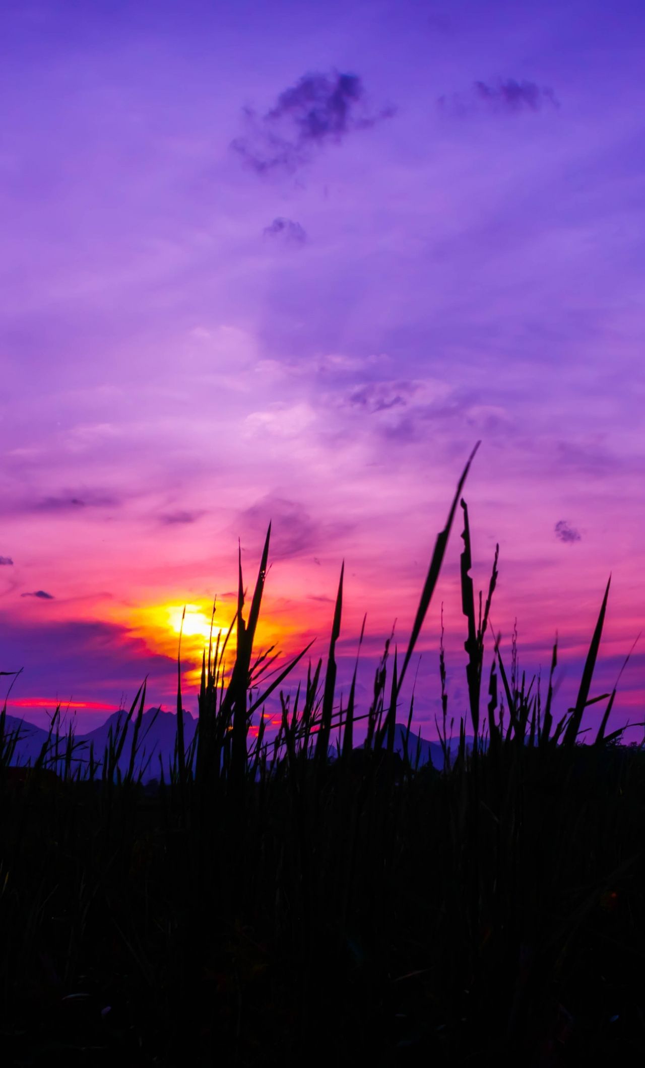 tramonto viola con erba, 1280x2120 Full HD Verticale, iPhone Pro