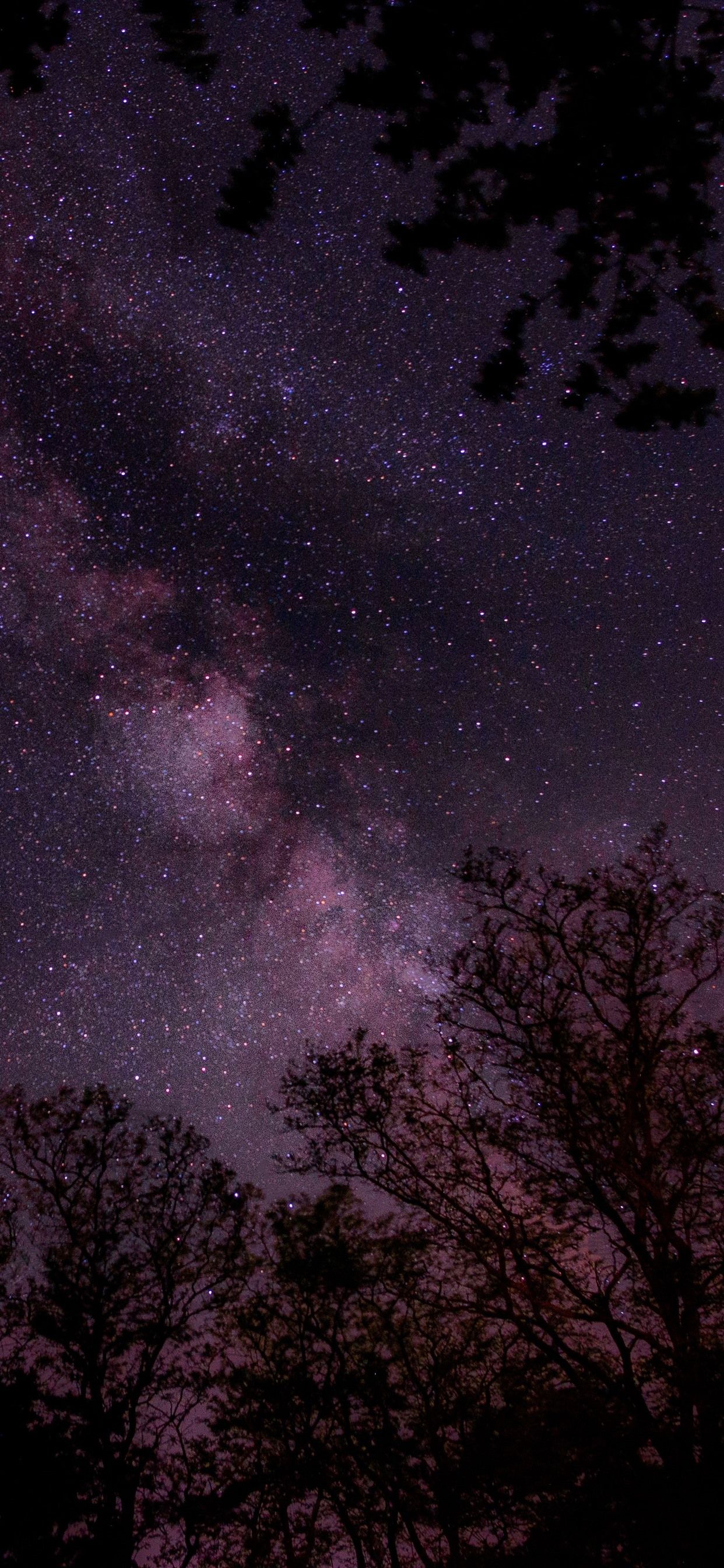 Cielo stellato viola con alberi, 1242x2688 Verticale, iPhone Air