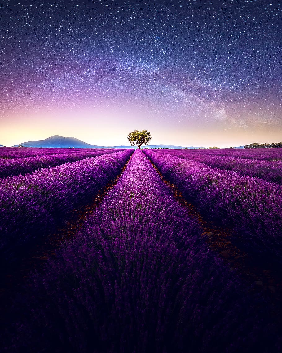 Campo di lavanda notturno, 910x1138 Full HD Verticale, iPhone Pro