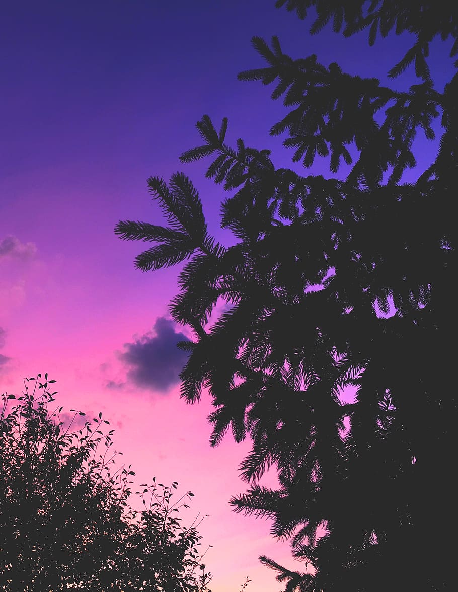 Cielo viola tramonto pino, 910x1176 Full HD Verticale, iPhone Pro Max