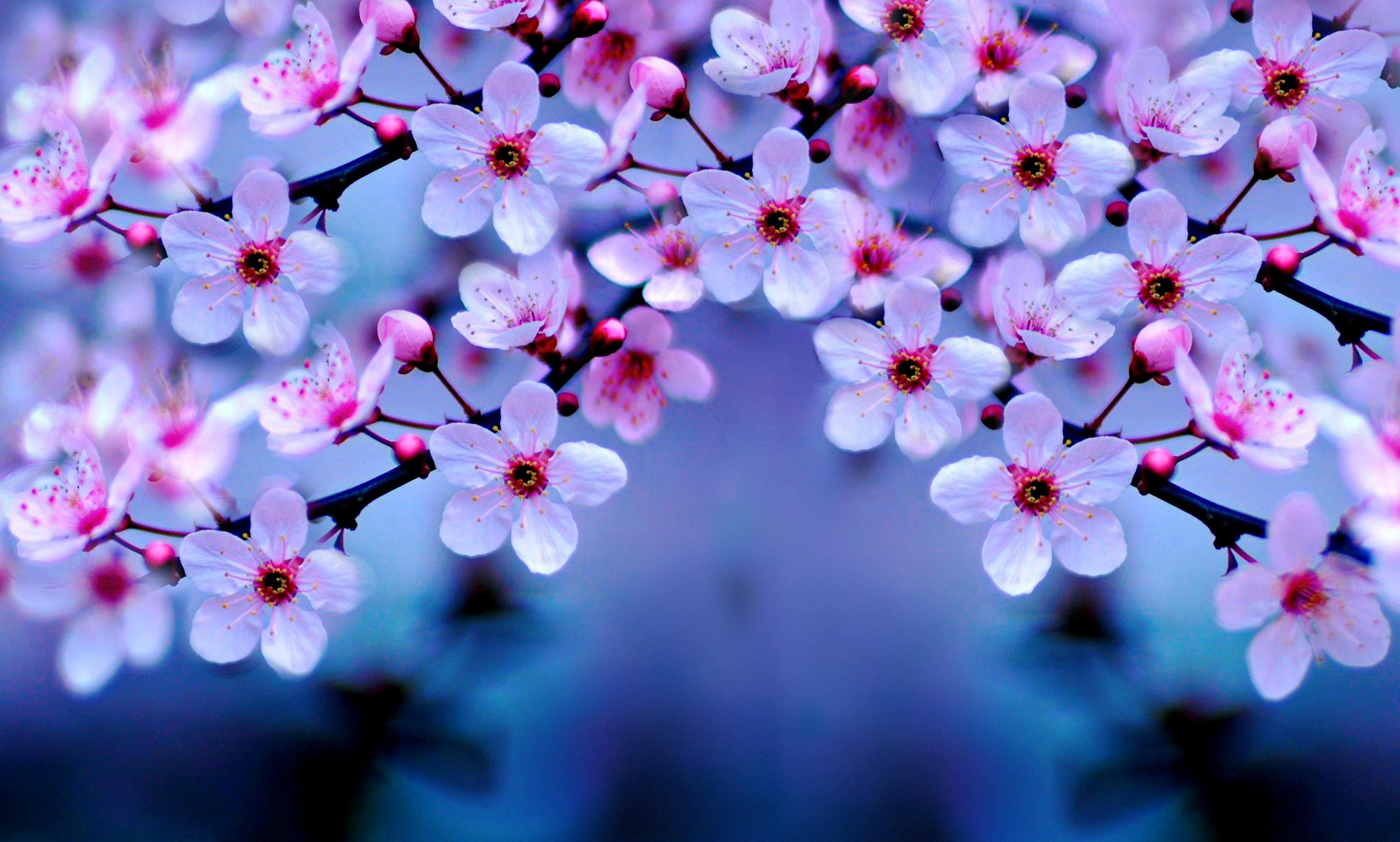 Fiori di ciliegio rosa, 3000x1805 2K, Desktop