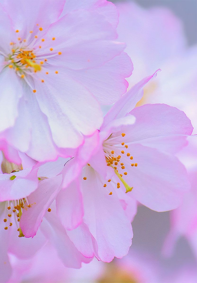 Fiori di ciliegio rosa pastello, 832x1197 Verticale, Telefono