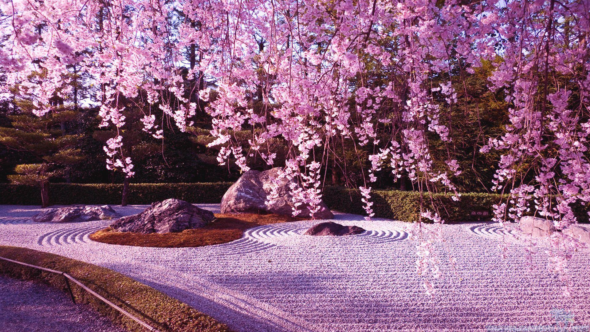 Giardino zen fiori di ciliegio, 1920x1080 1080p, Desktop