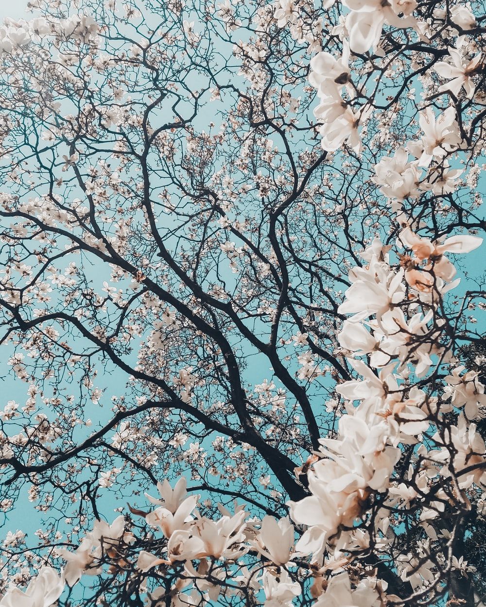 Rami fioriti su cielo azzurro, 1000x1250 Full HD Verticale, iPhone