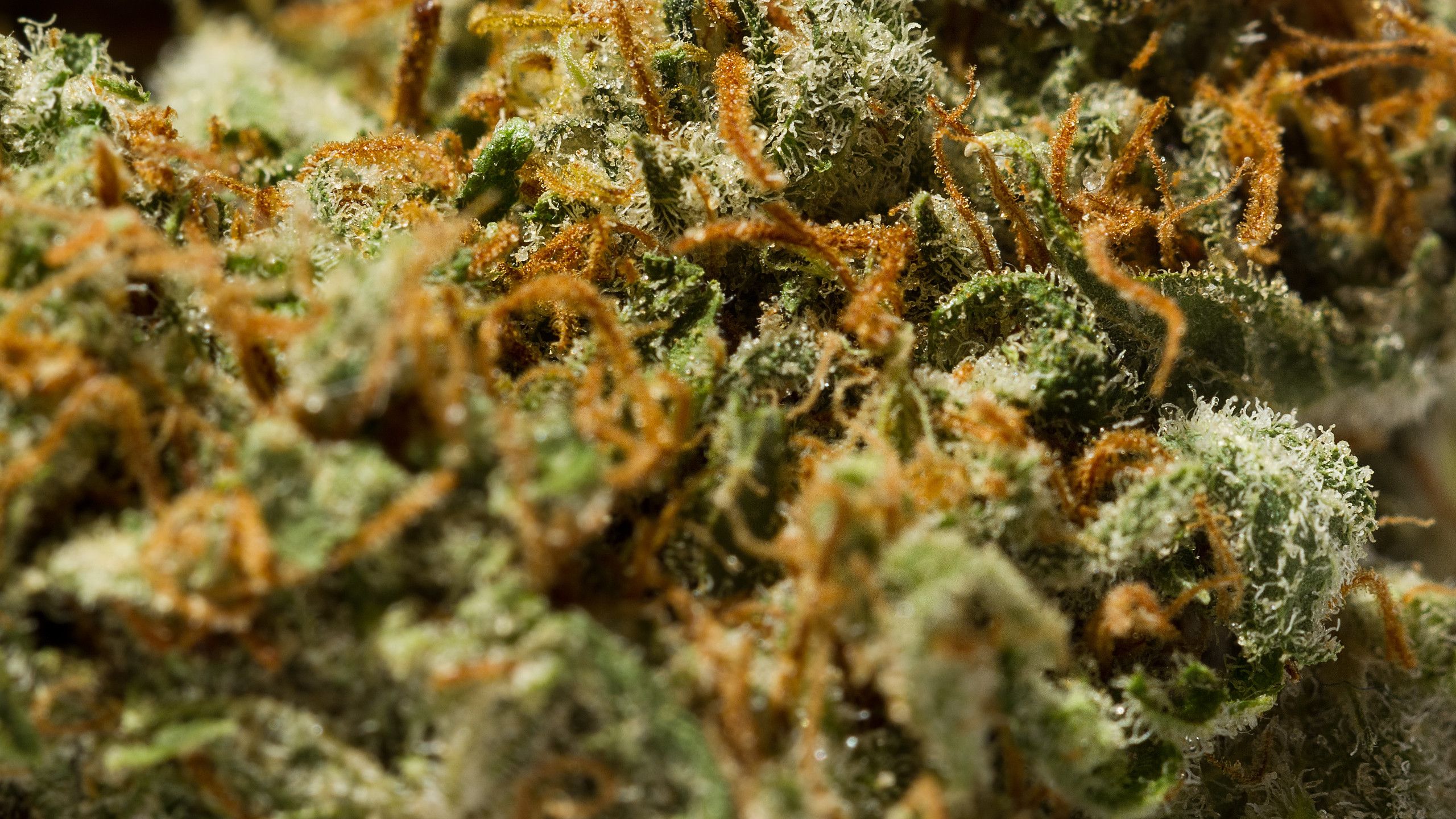 Cime di marijuana macro verde, 2560x1440 QHD, Laptop