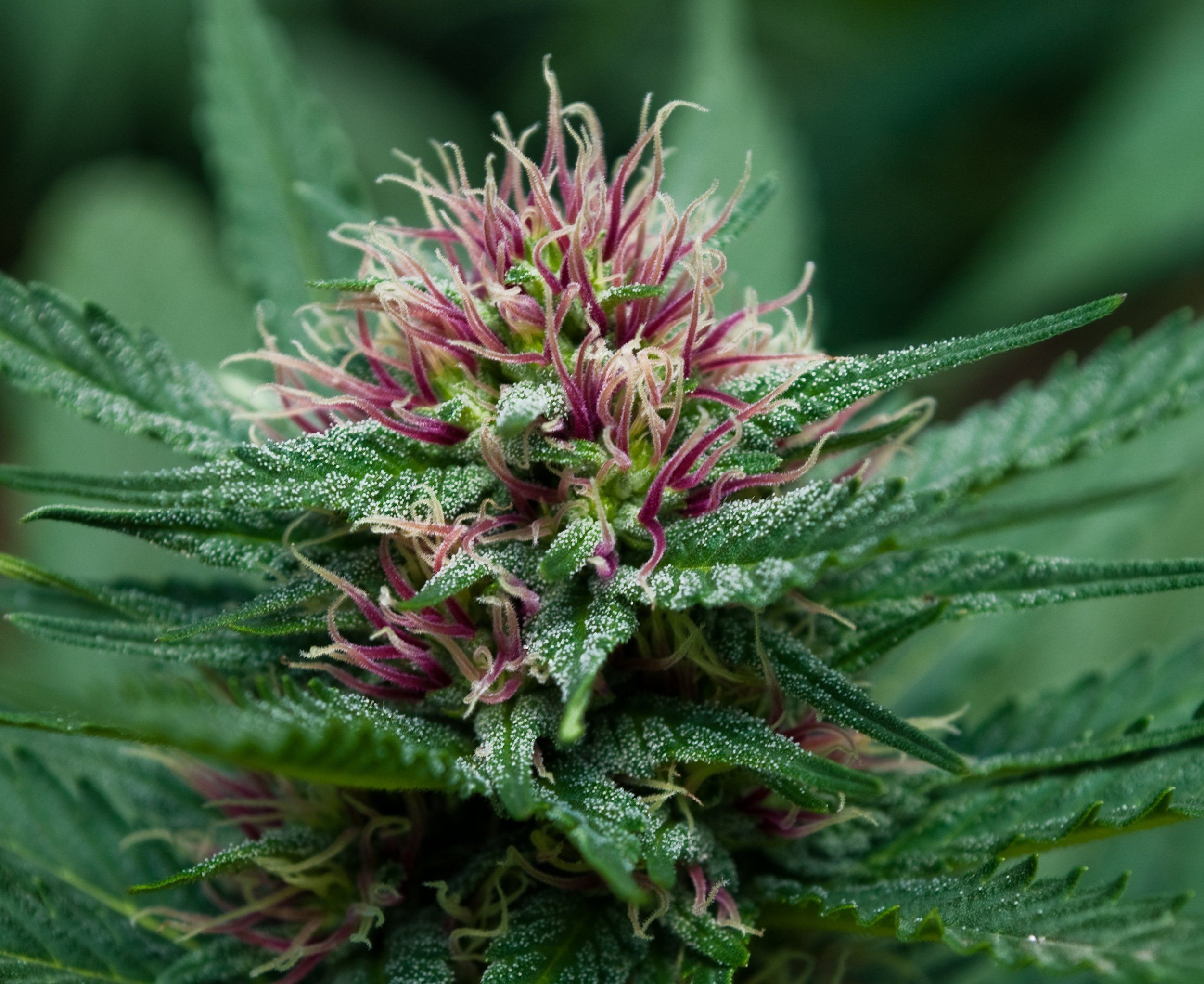 Cima di marijuana viola e verde, 2502x2043 2K, iMac