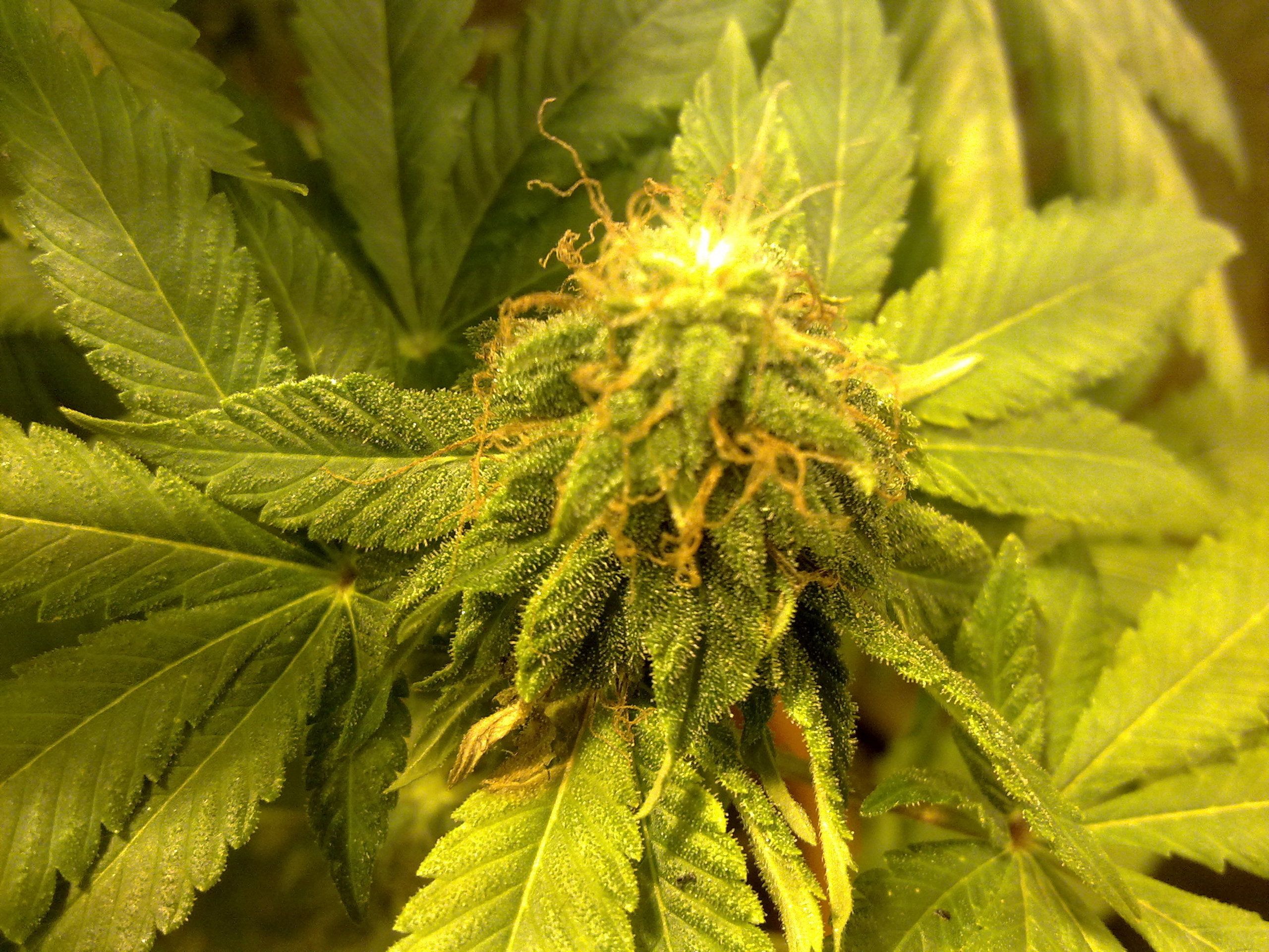 Cima di marijuana verde, 2560x1920 2K+, PC