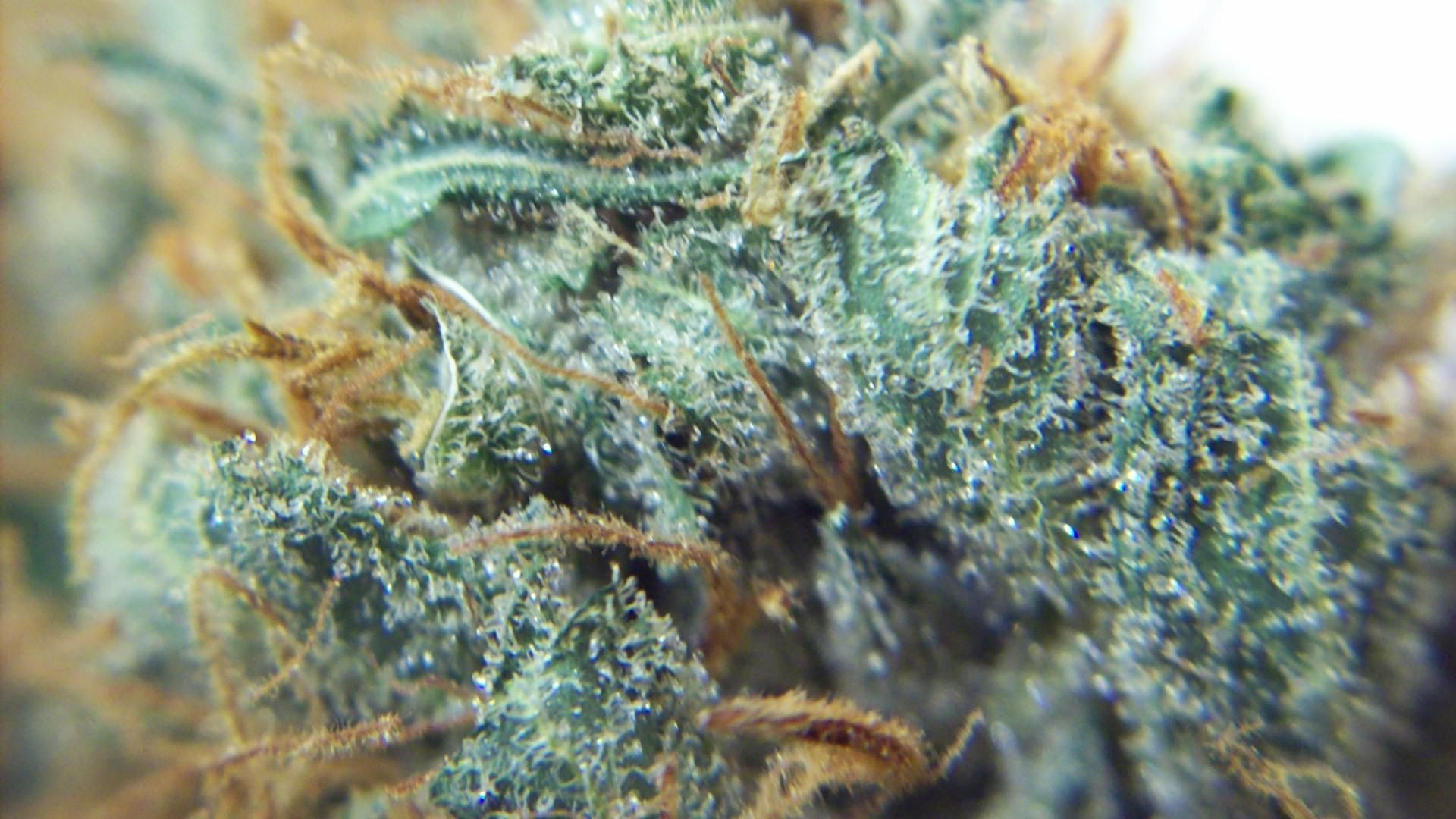 Cima di marijuana macro verde, 1920x1080 Full HD, PC Desktop