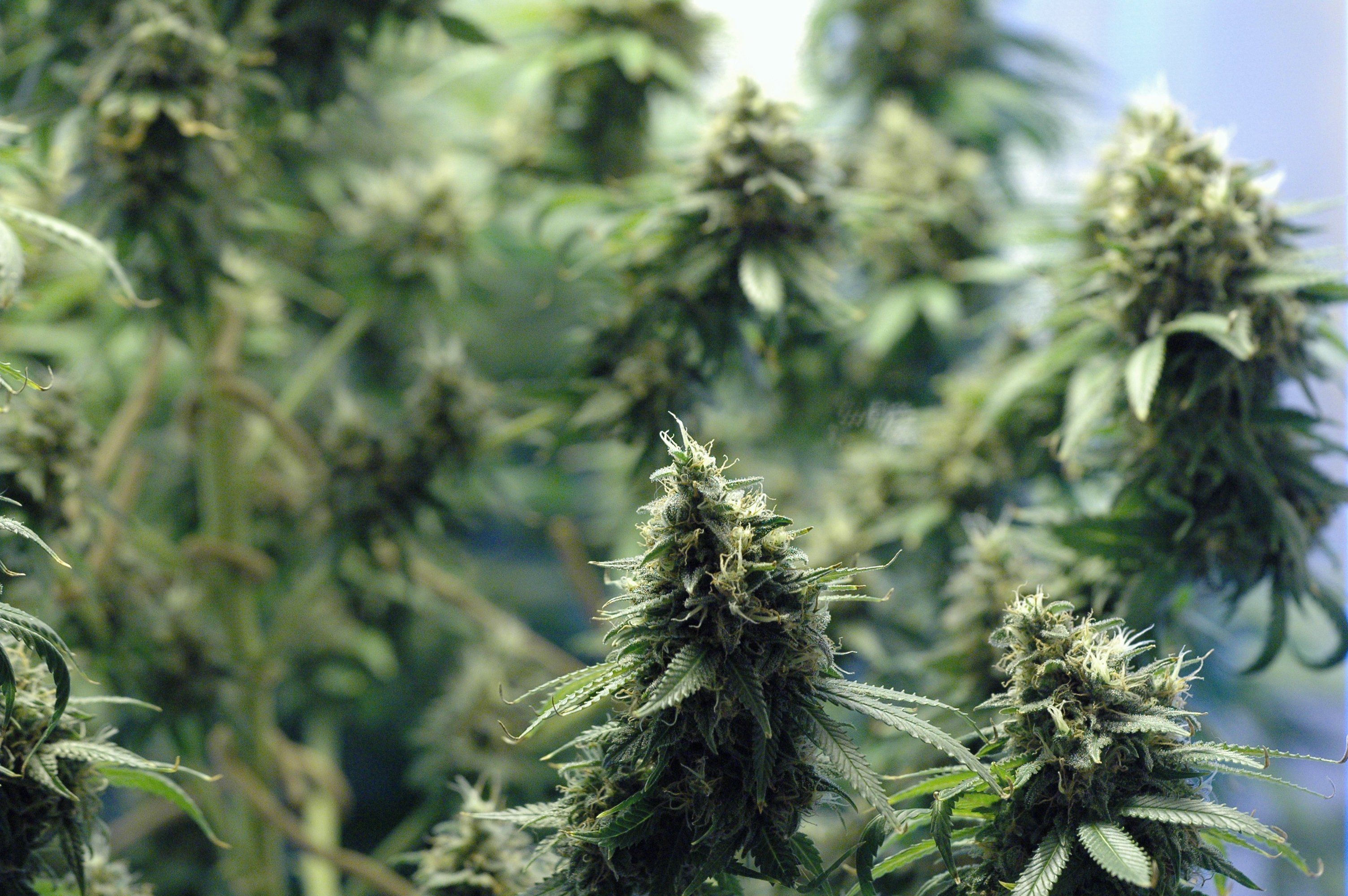 Cime di marijuana verdi, 3008x2000 2K+, Desktop