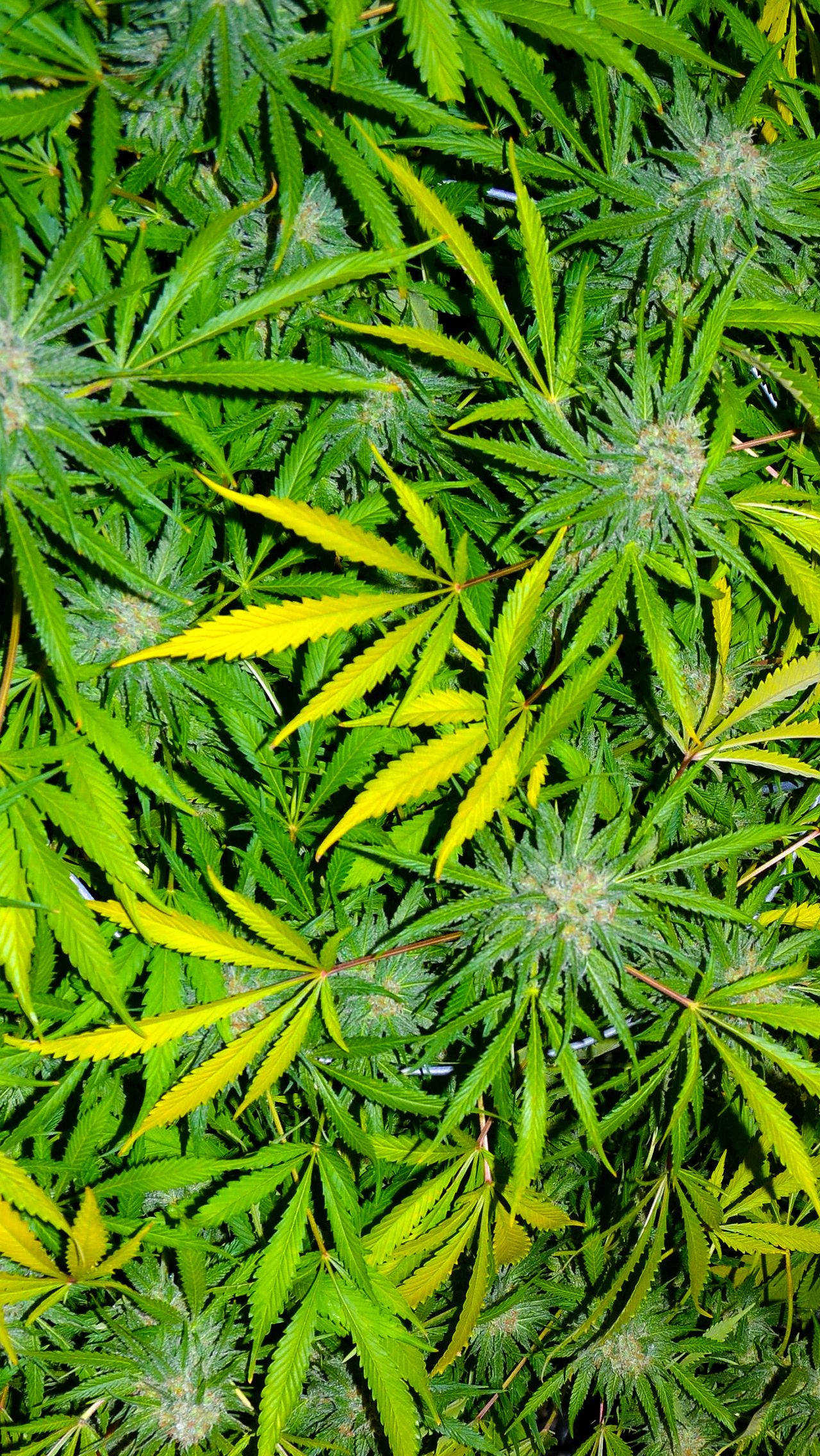 Foglie di marijuana verdi, 1280x2272 Verticale, Mobile