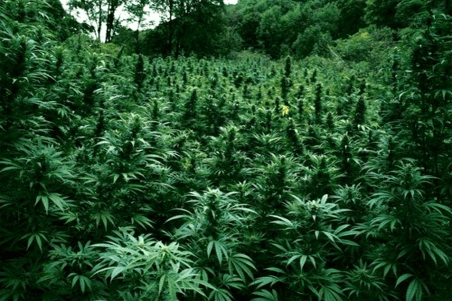 Campo di piante di marijuana, 1500x1000 720p, Lenovo Legion