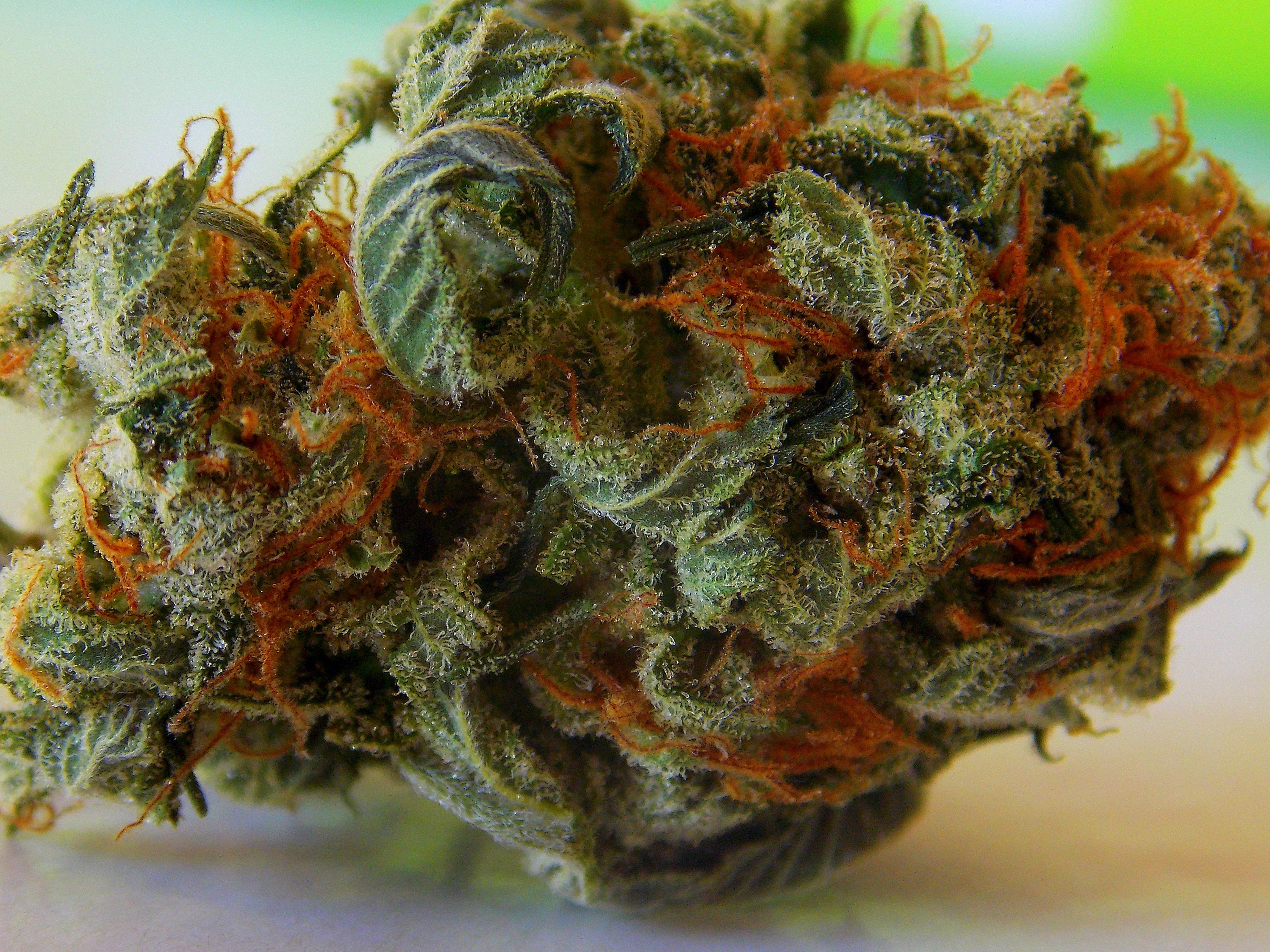 Cima di marijuana verde, 4608x3456 4K Ultra HD, Monitor 4K