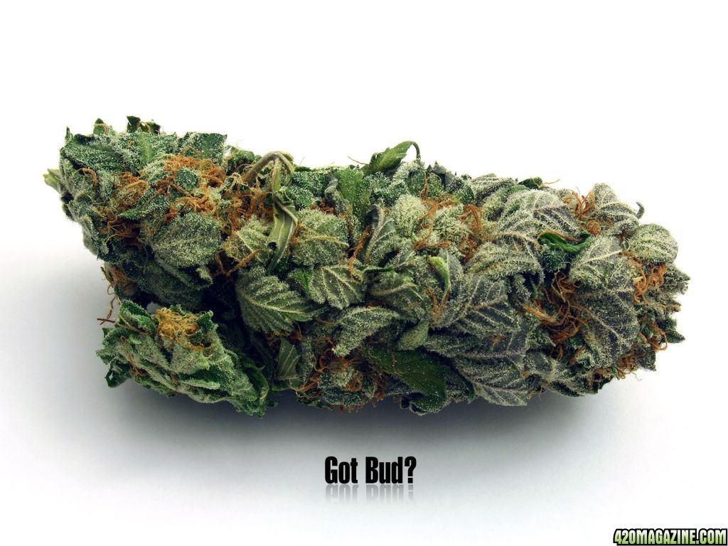 Cima di marijuana su bianco, 1024x768 HD, Desktop