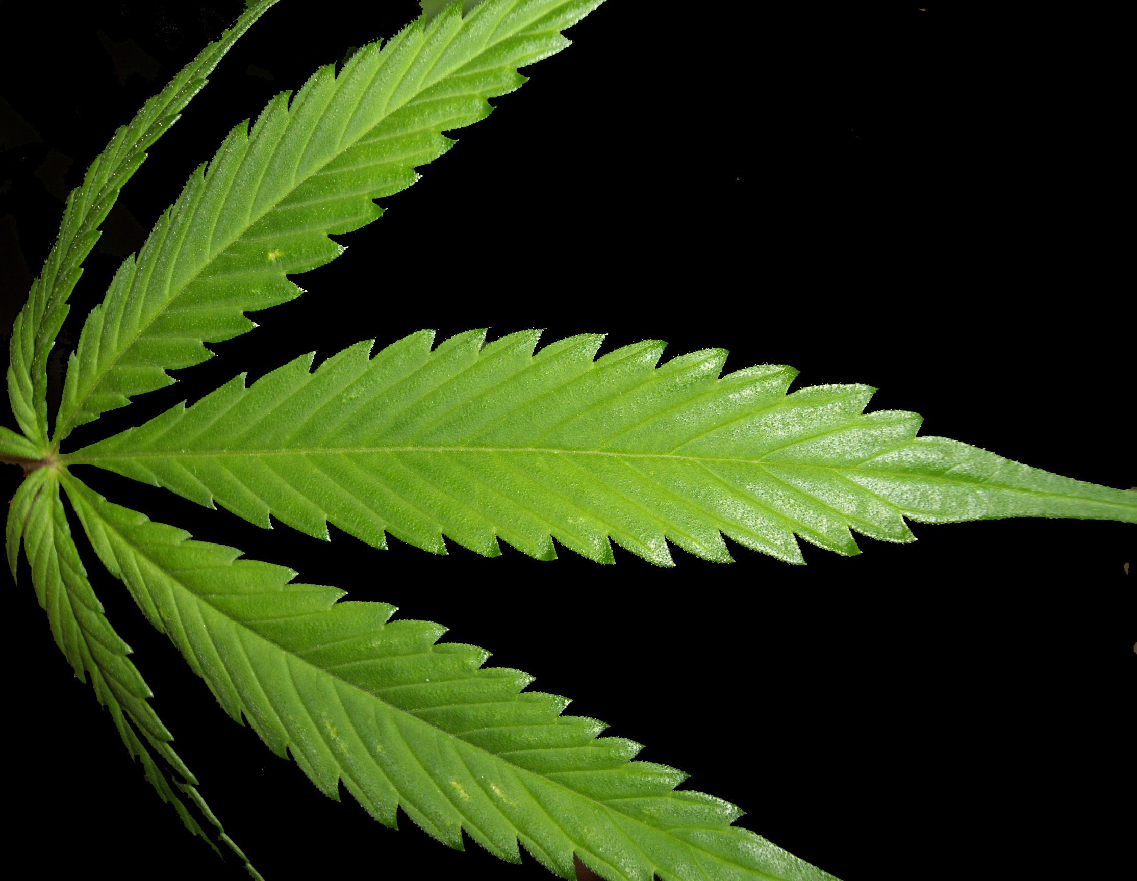 Foglia di marijuana verde, 2229x1728 alta risoluzione, PC