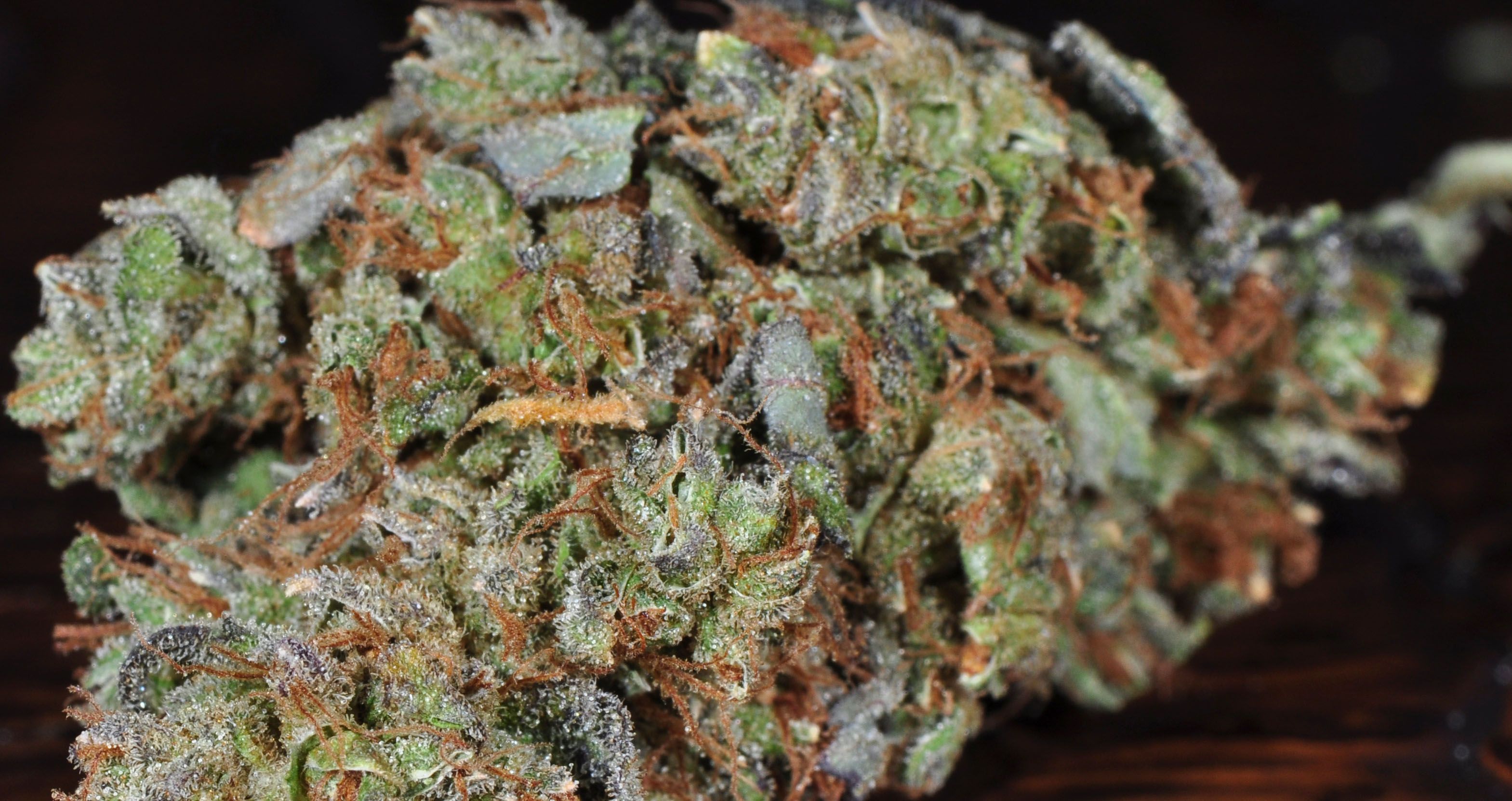 Cima di marijuana verde, 3138x1662 WQXGA, Desktop