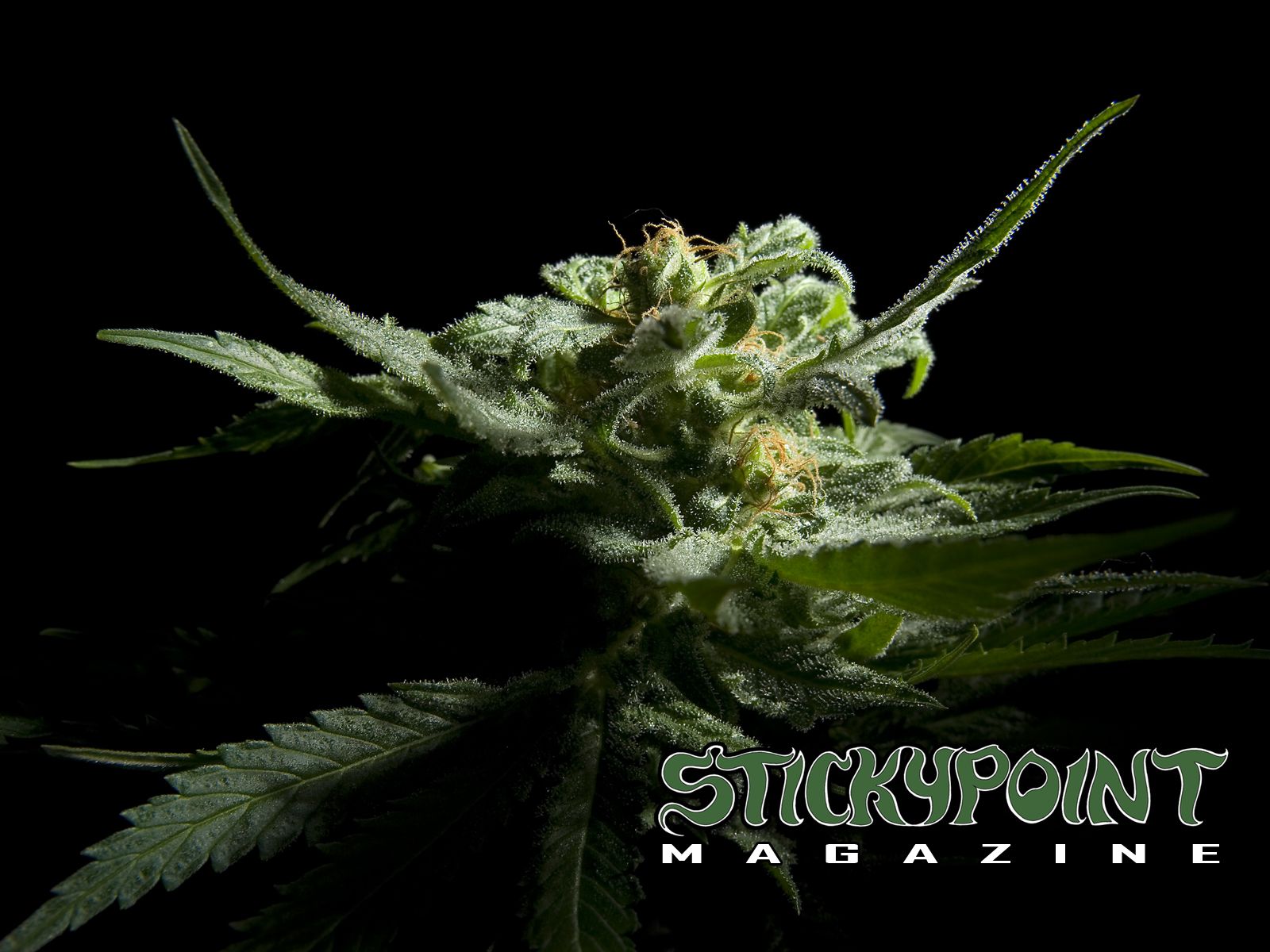 Cima di marijuana su nero, 1600x1200 900p, MacBook Air