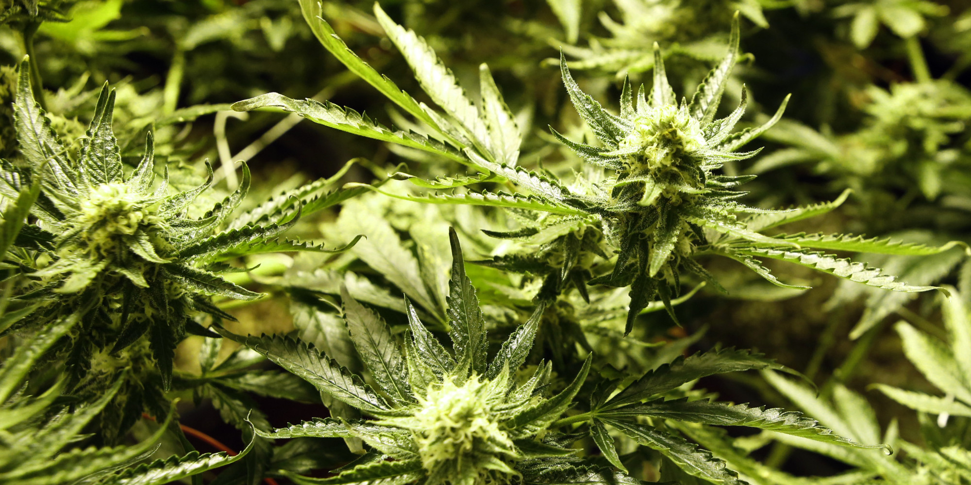 Cime di marijuana verdi, 2000x1000 alta risoluzione, PC Desktop