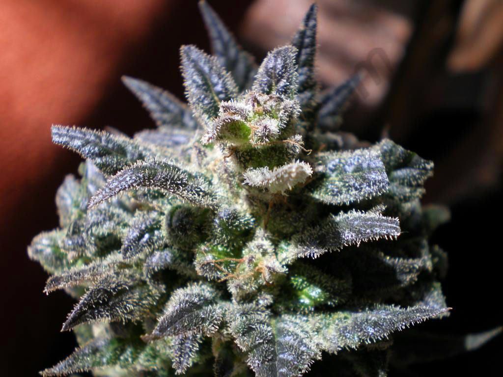 Cima di marijuana viola, 1024x768 HD, PC Desktop