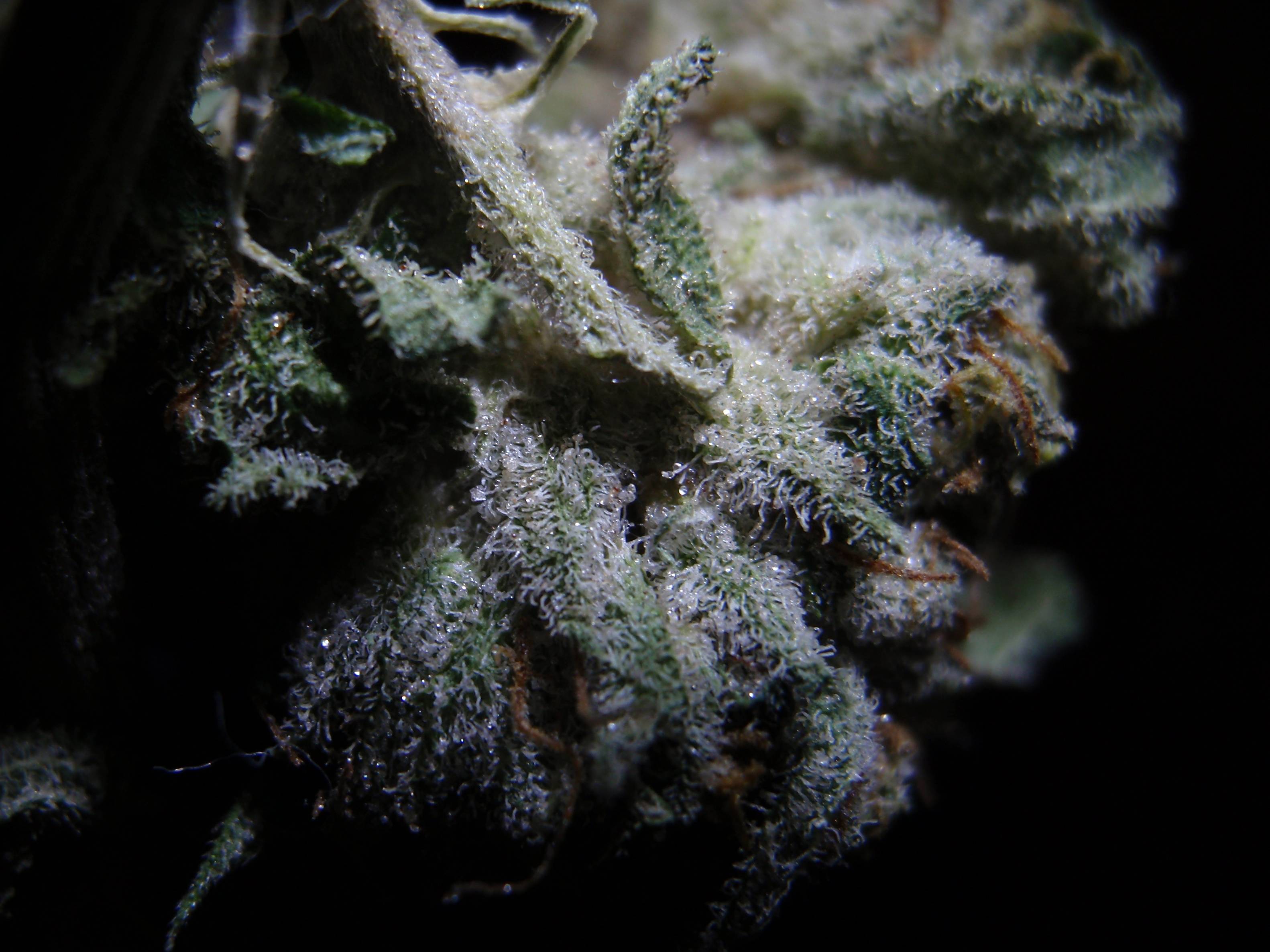 Cima di marijuana con tricomi, 3164x2373 WQXGA, Desktop