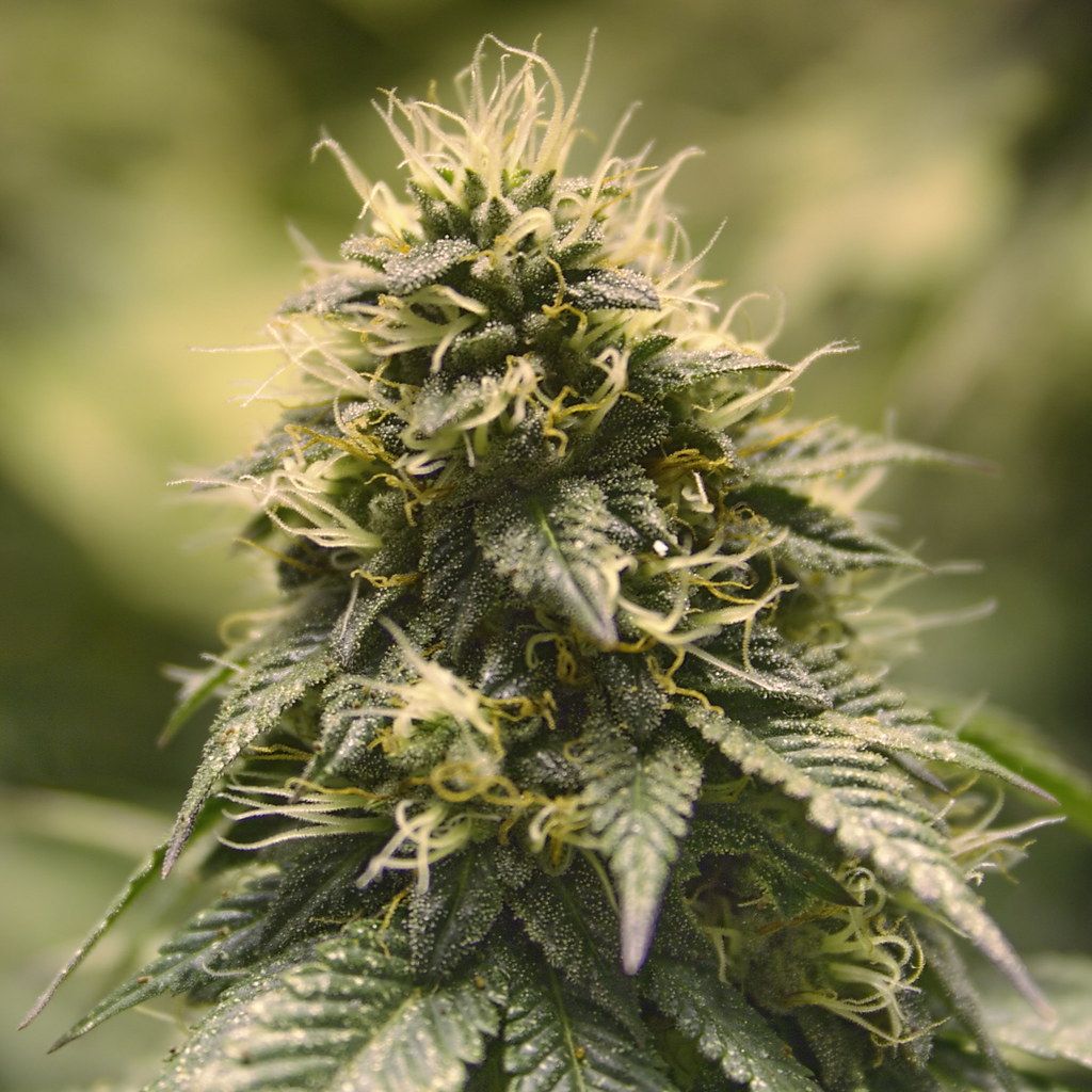 Cima di marijuana verde, 1024x1024 HD, Desktop