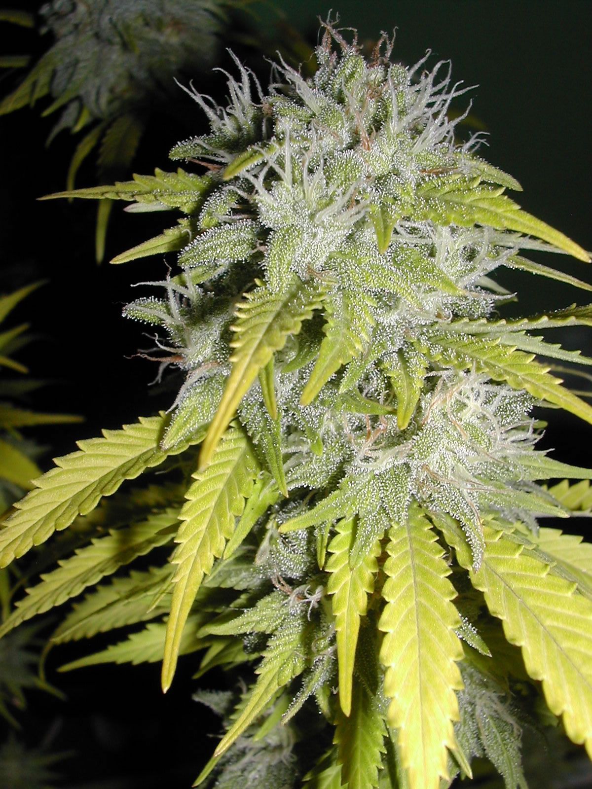 Cima di marijuana verde, 1200x1600 Full HD Verticale, Smartphone