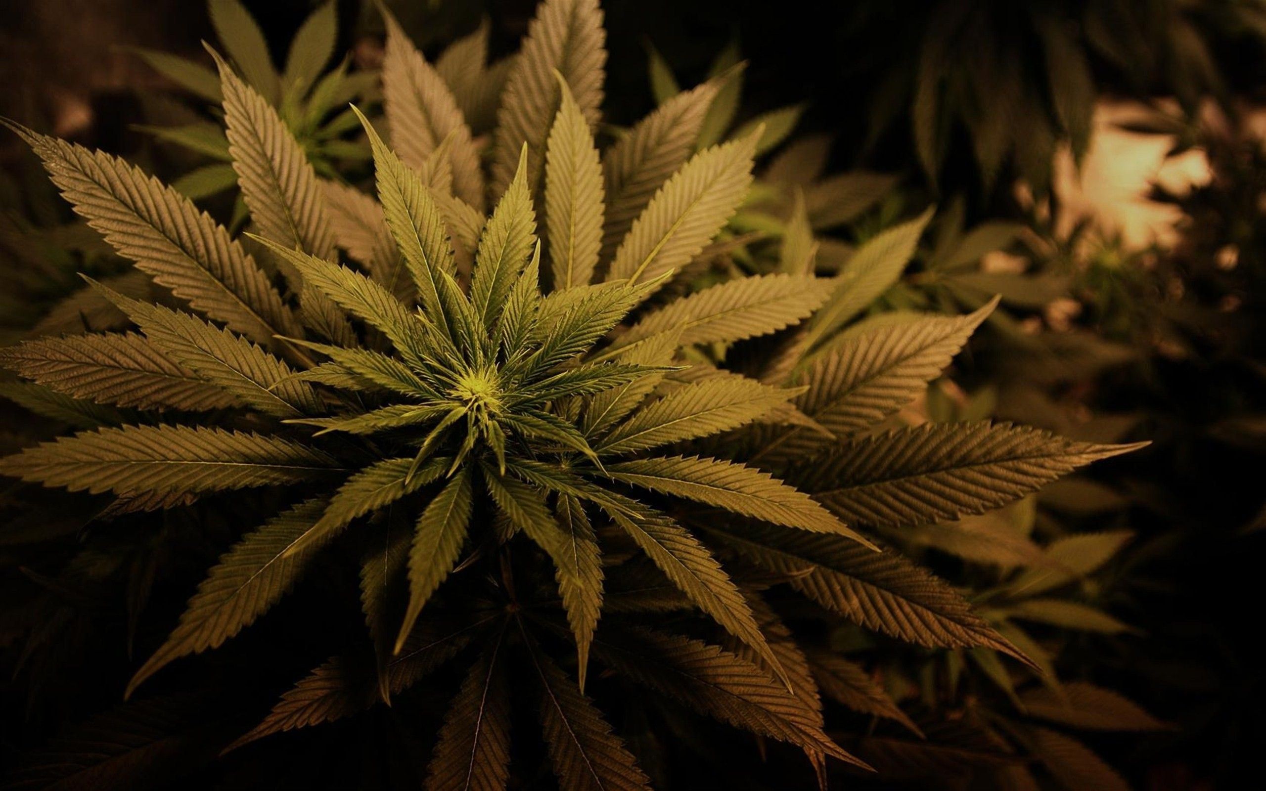 Cima di marijuana verde scuro, 2560x1600 2K, MacBook Pro