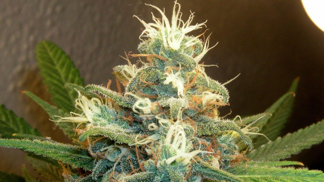 Cima di marijuana in fiore, 1280x720 720p, Laptop
