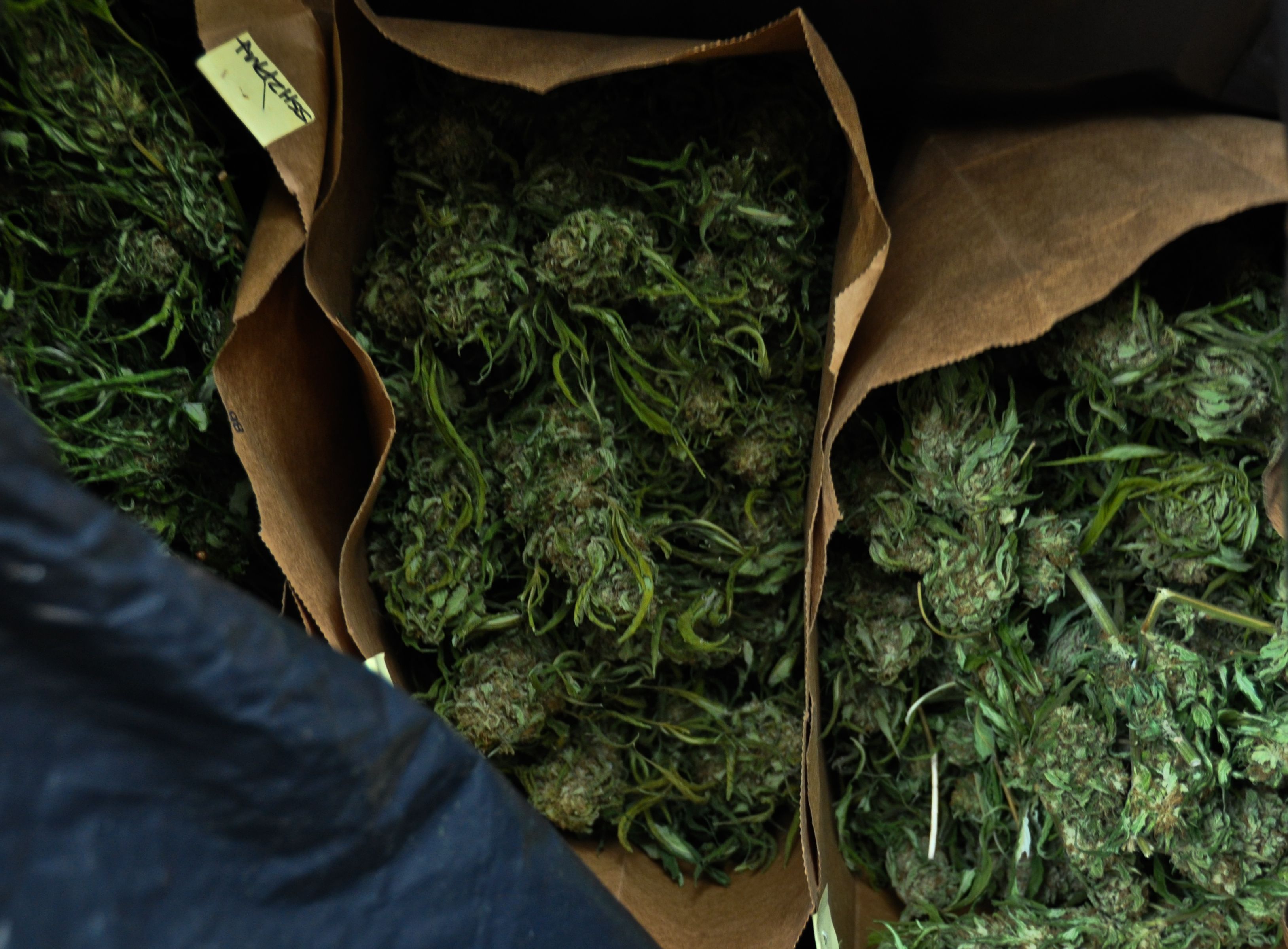 Sacchetti pieni di cime marijuana, 3256x2399 2K+, Monitor Gaming