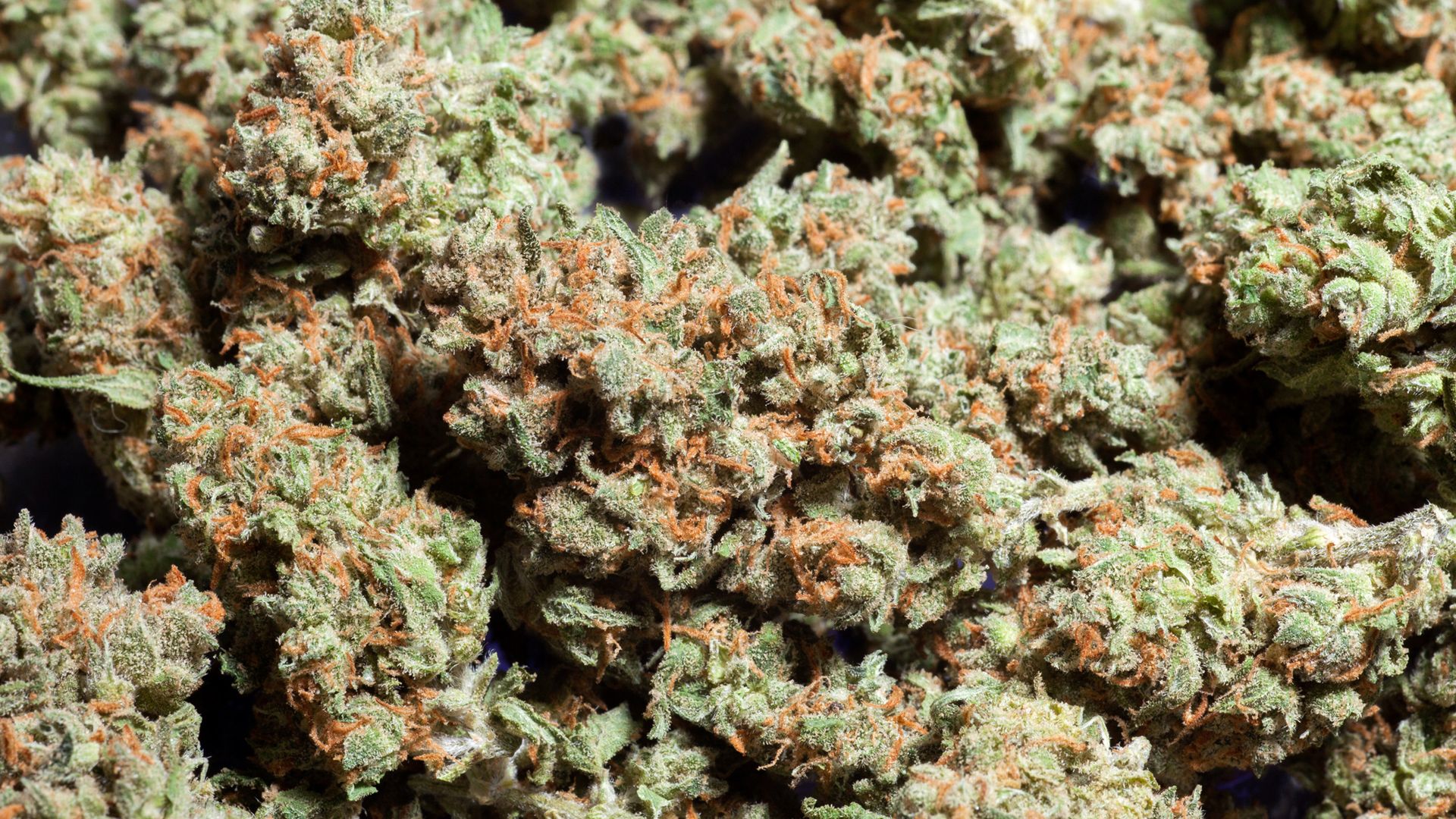 Cime di marijuana verdi, 1920x1080 Full HD 1080p, Desktop