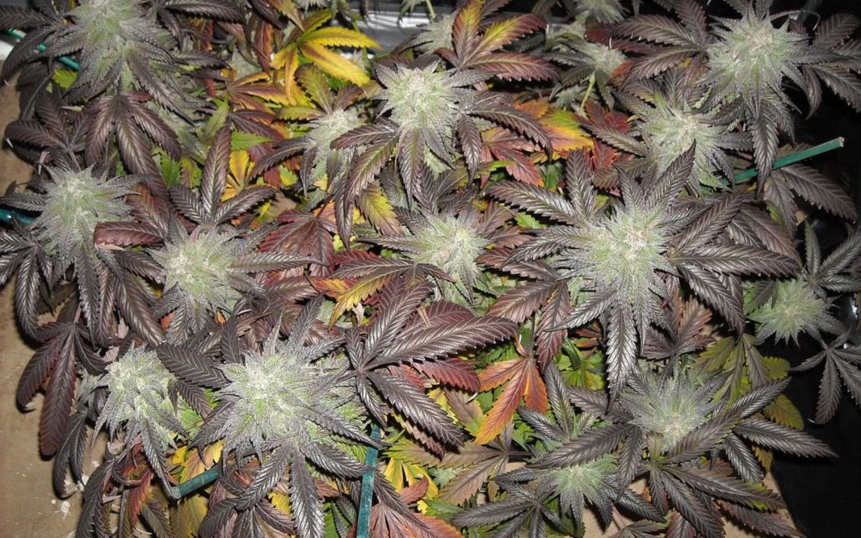 Cime di marijuana essiccate, 1920x1080 Full HD 1080p, Desktop