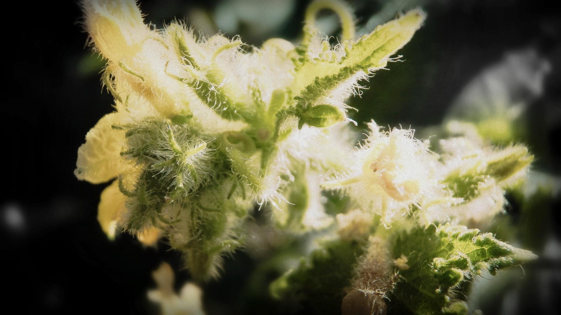 Cima di marijuana macro, 1920x1080 Full HD, PC