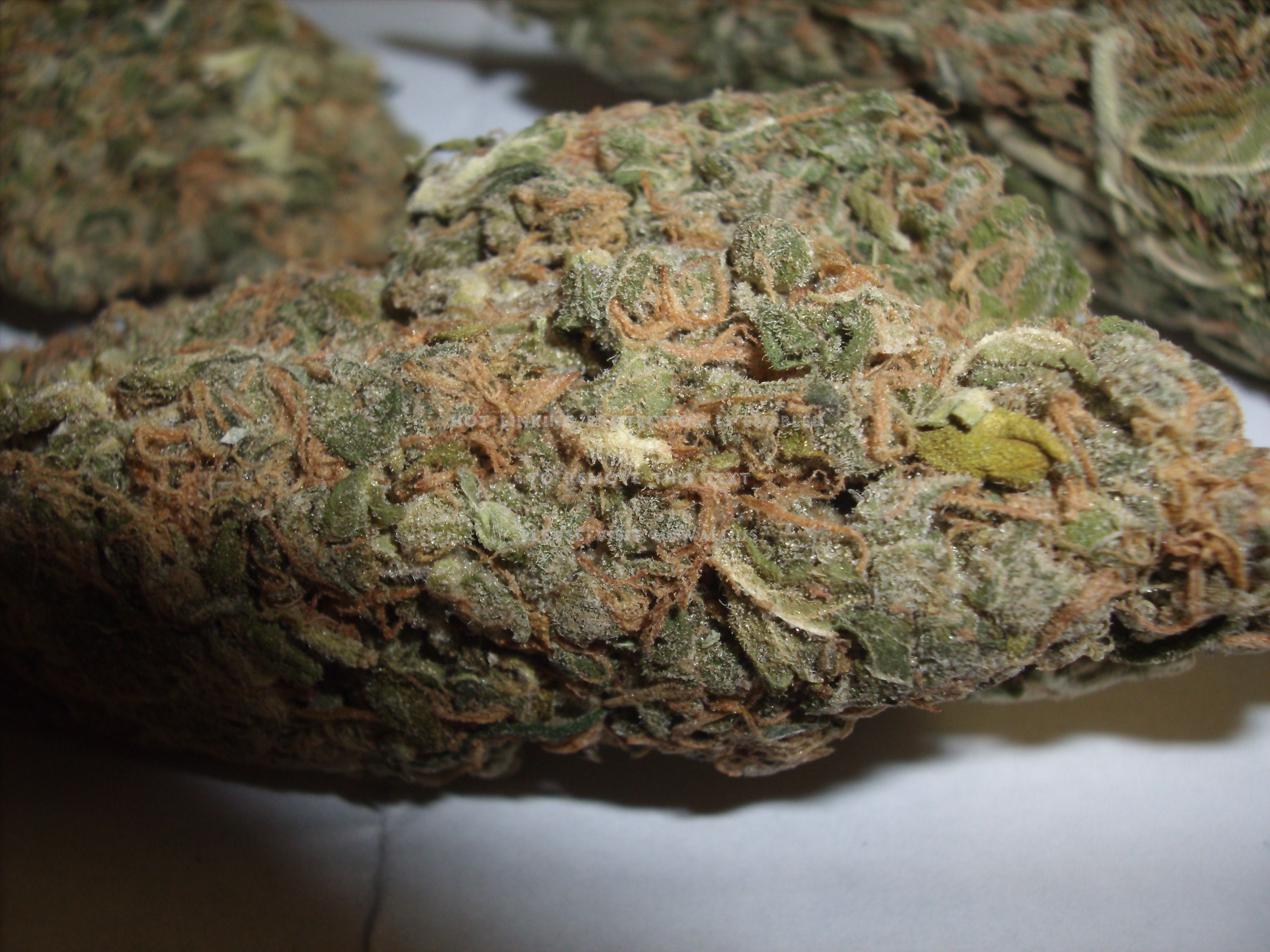 Cima di marijuana macro verde, 3840x2160 4K, Desktop 4K