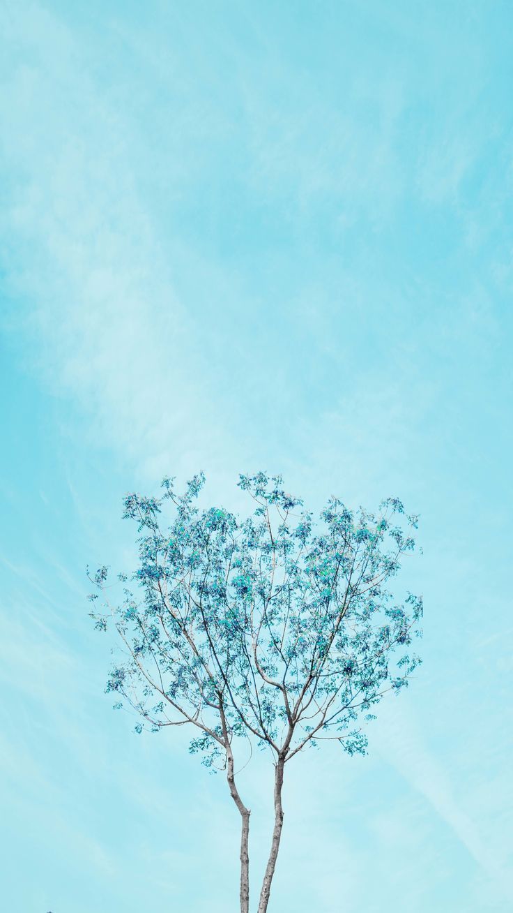 Albero blu pastello cielo, 736x1308 Verticale, Mobile