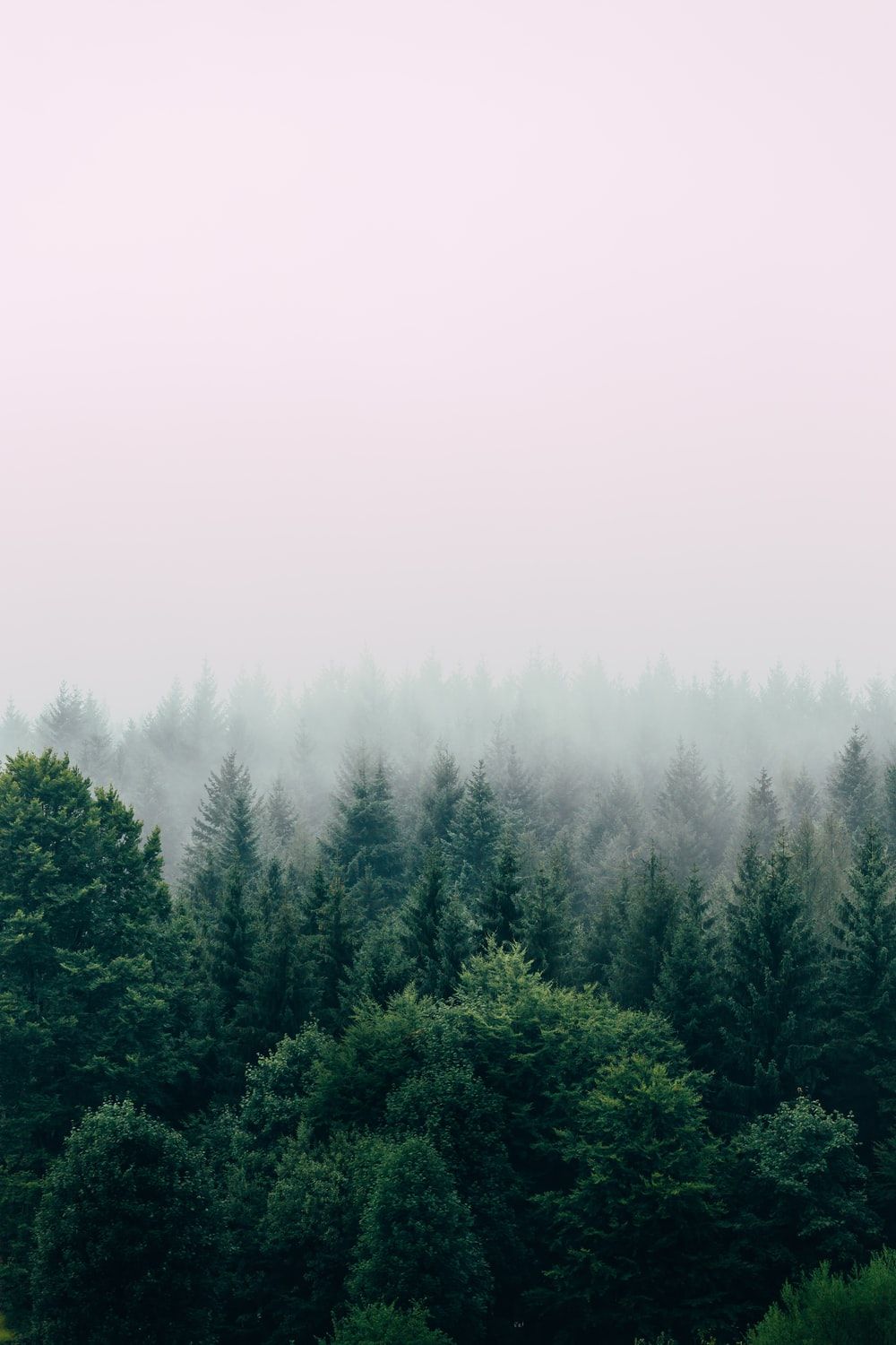 Foresta di conifere nella nebbia, 1000x1500 Full HD Verticale, Smartphone