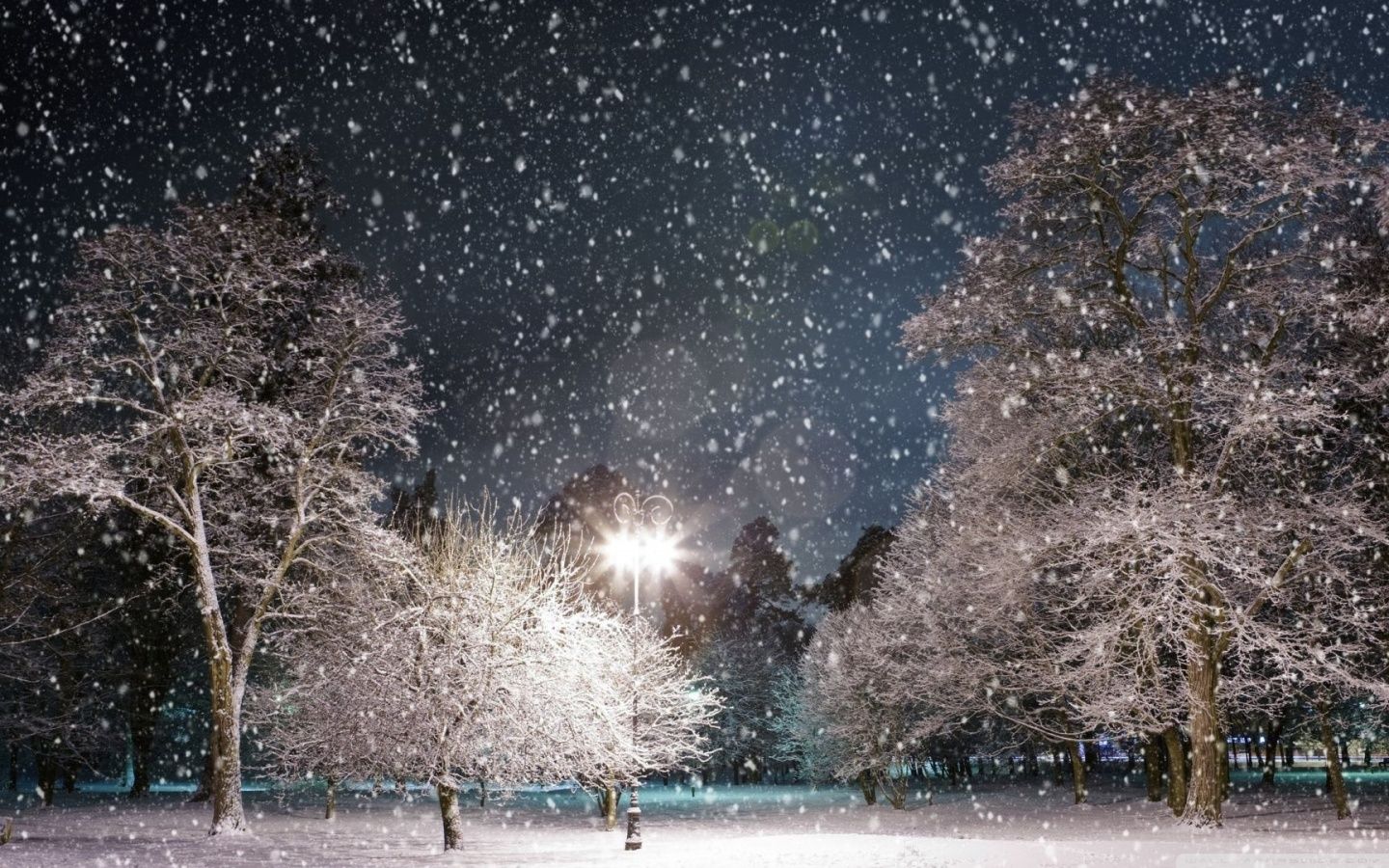 Parco innevato di notte, 1440x900 720p, PC