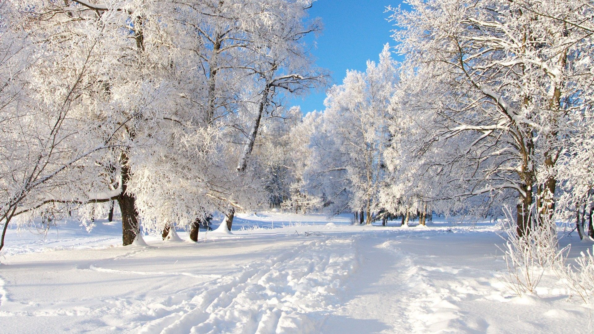 Sentiero innevato tra alberi, 1920x1080 Full HD, Laptop