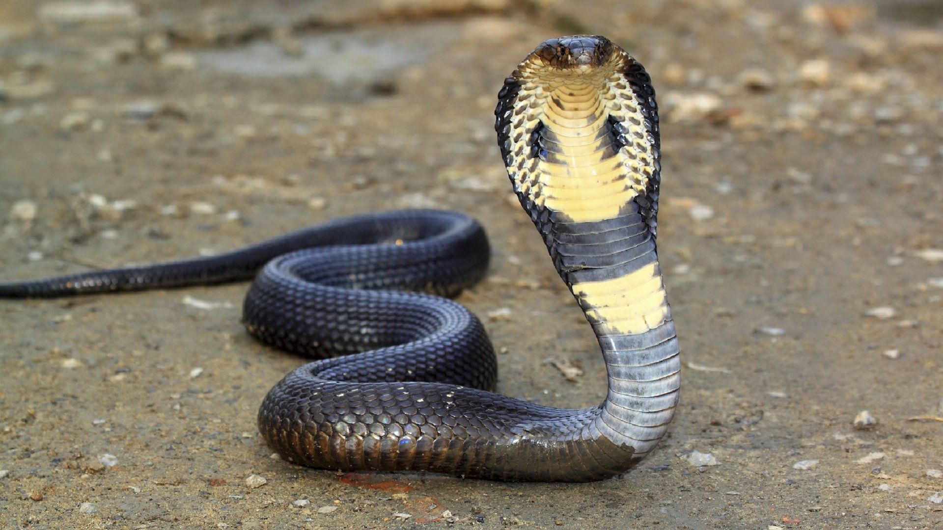 Serpente giarrettiera colorato, 1024x768 HD, Desktop