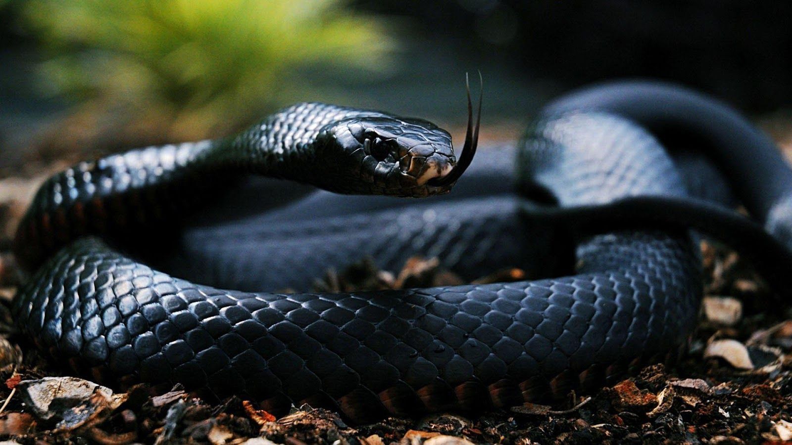Cobra nero su terreno, 1600x900 900p, Desktop