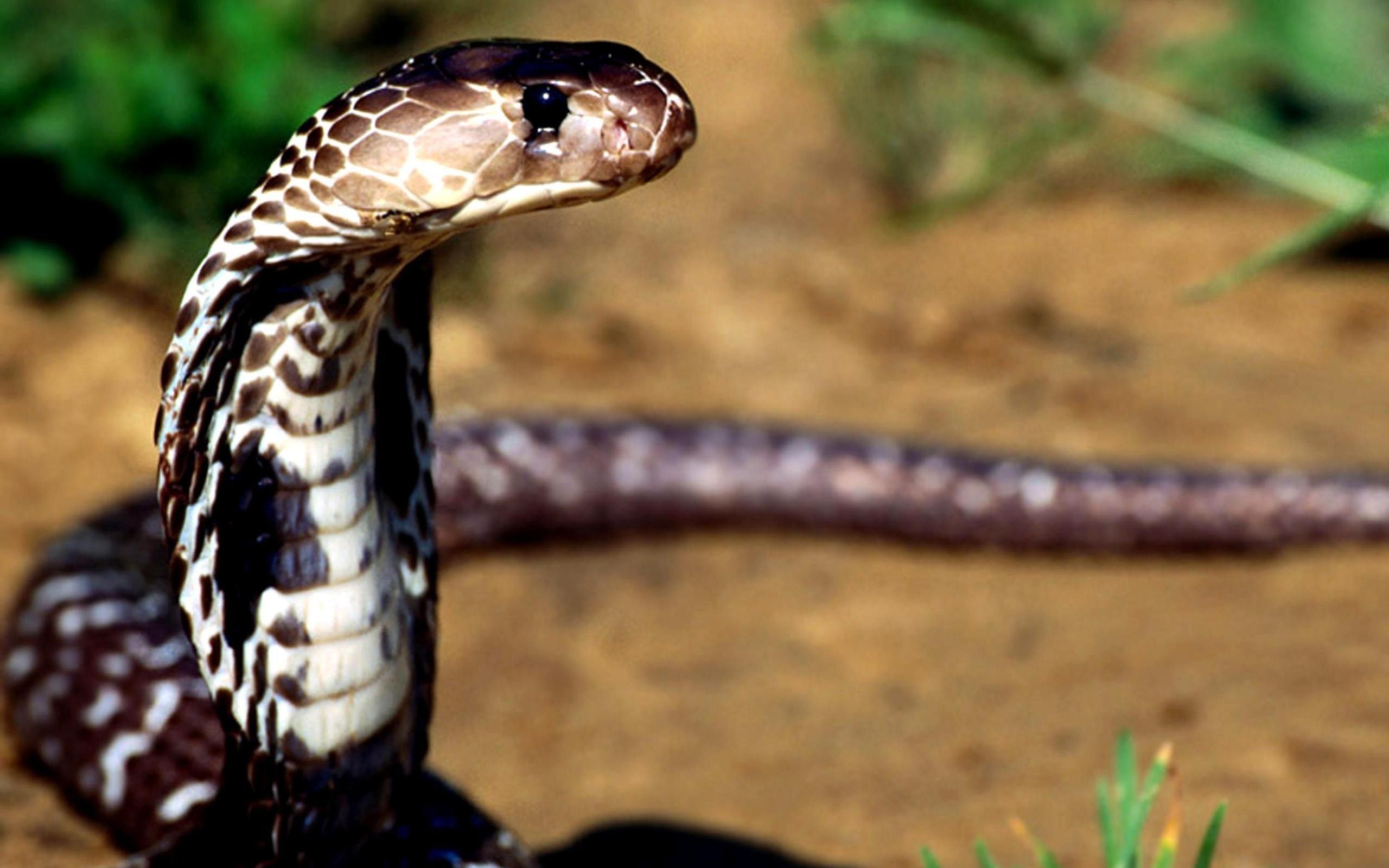 Cobra Reale nel deserto, 2560x1600 2K, Laptop