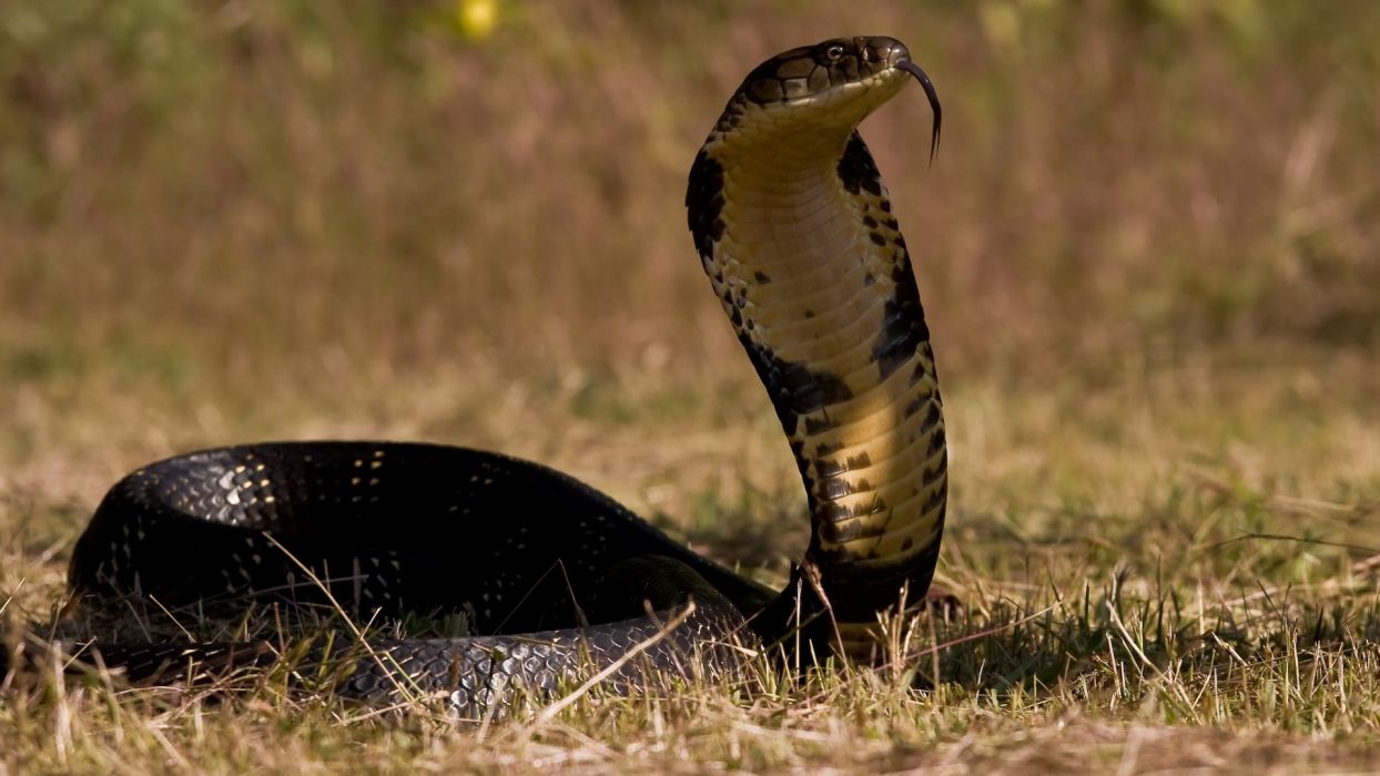 Cobra reale nell'erba, 1244x700 HD, Desktop